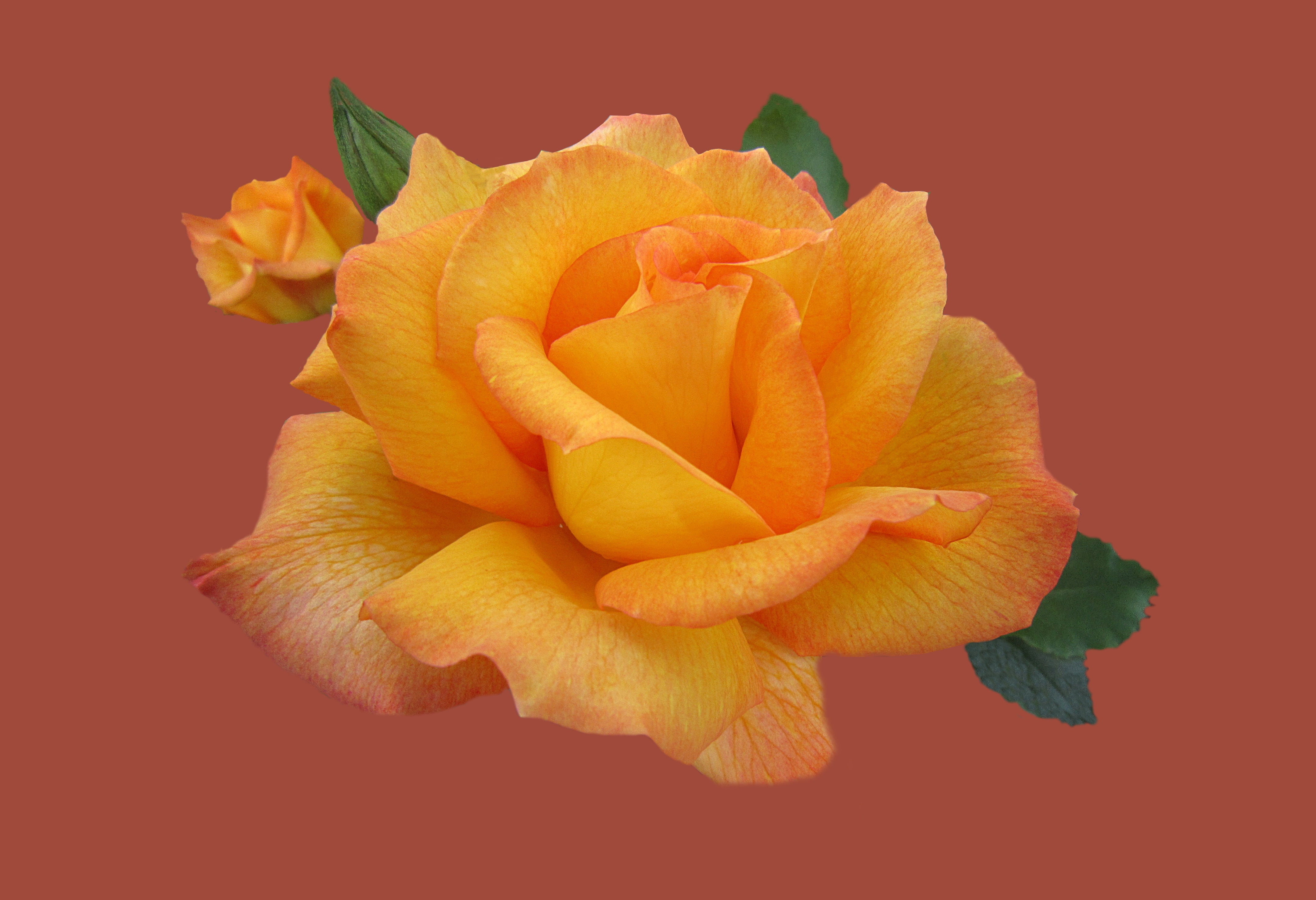 flowering plant, freshness, soft focus, inflorescence, rosengarten bad kissingen, orange, flower, close-up, close, fragility, vulnerability, rose - flower, HD Wallpaper