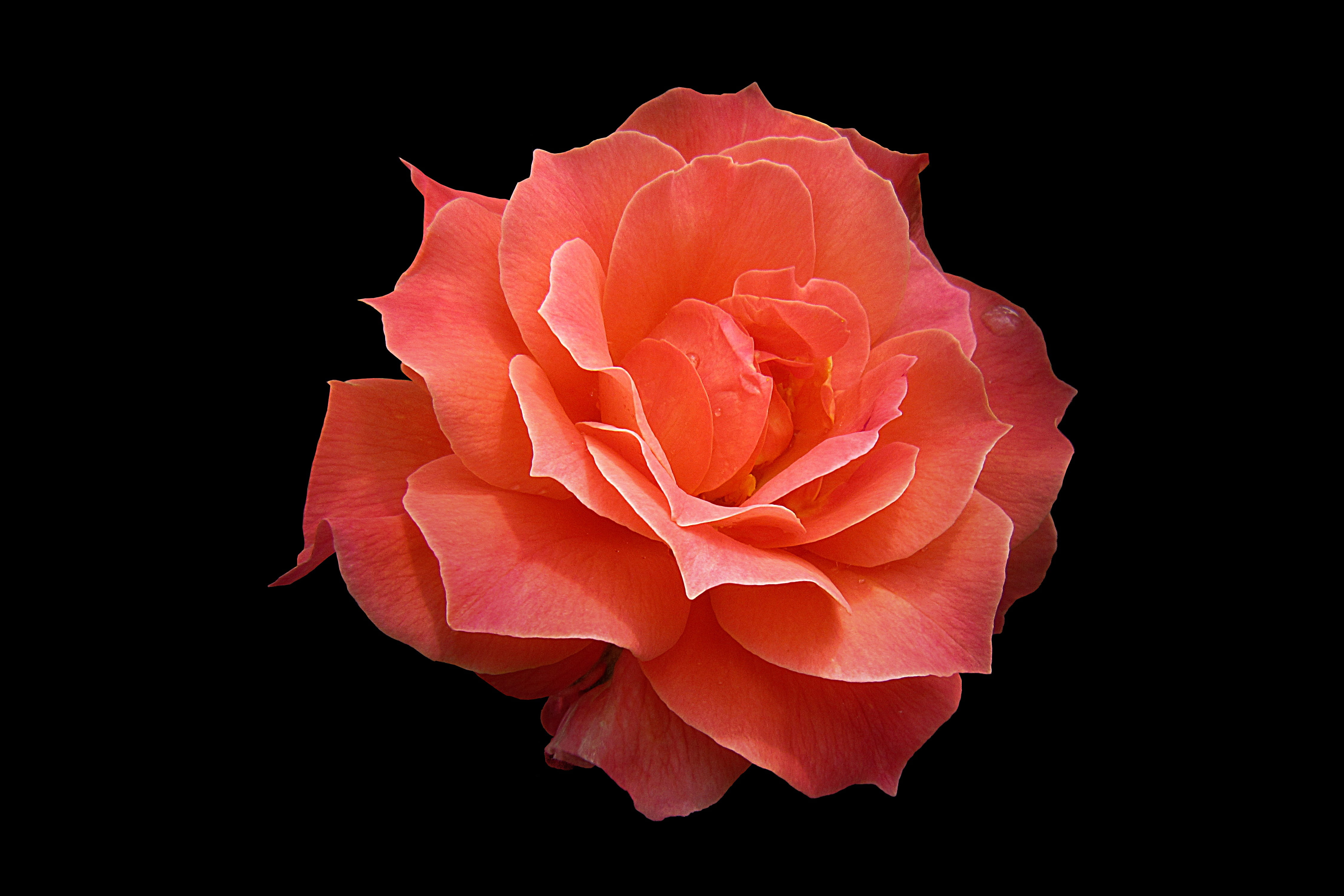 black background, closeup, rose - flower, bad kissingen, cut out, studio shot, 4K, close-up, rosengarten bad kissingen, rose bloom, no people, photography, HD Wallpaper