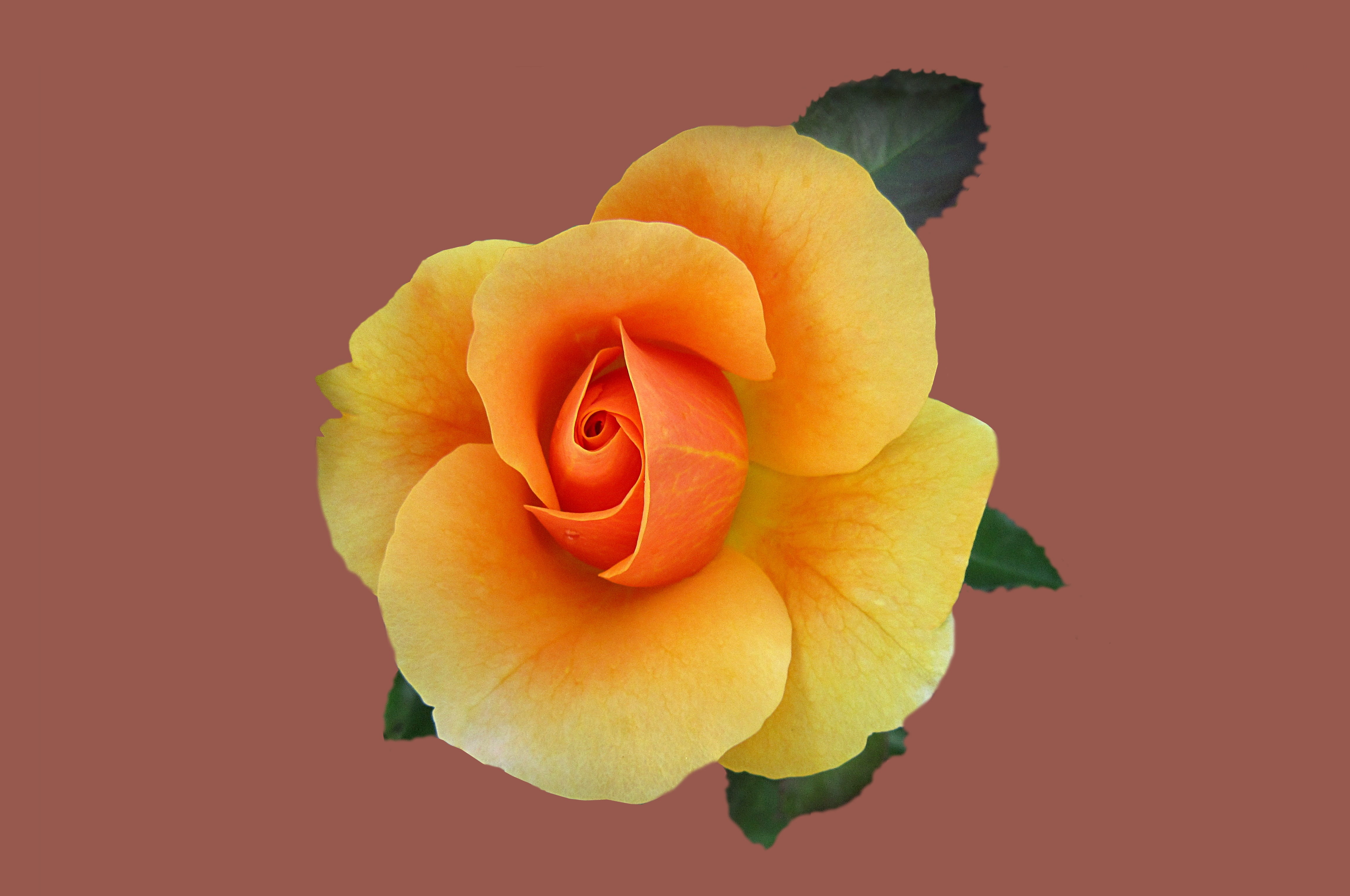 close-up, inflorescence, freshness, single Object, single Flower, orange color, fragility, Rosengarten, close, rose, kissingen, studio shot, indoors, plant, HD Wallpaper