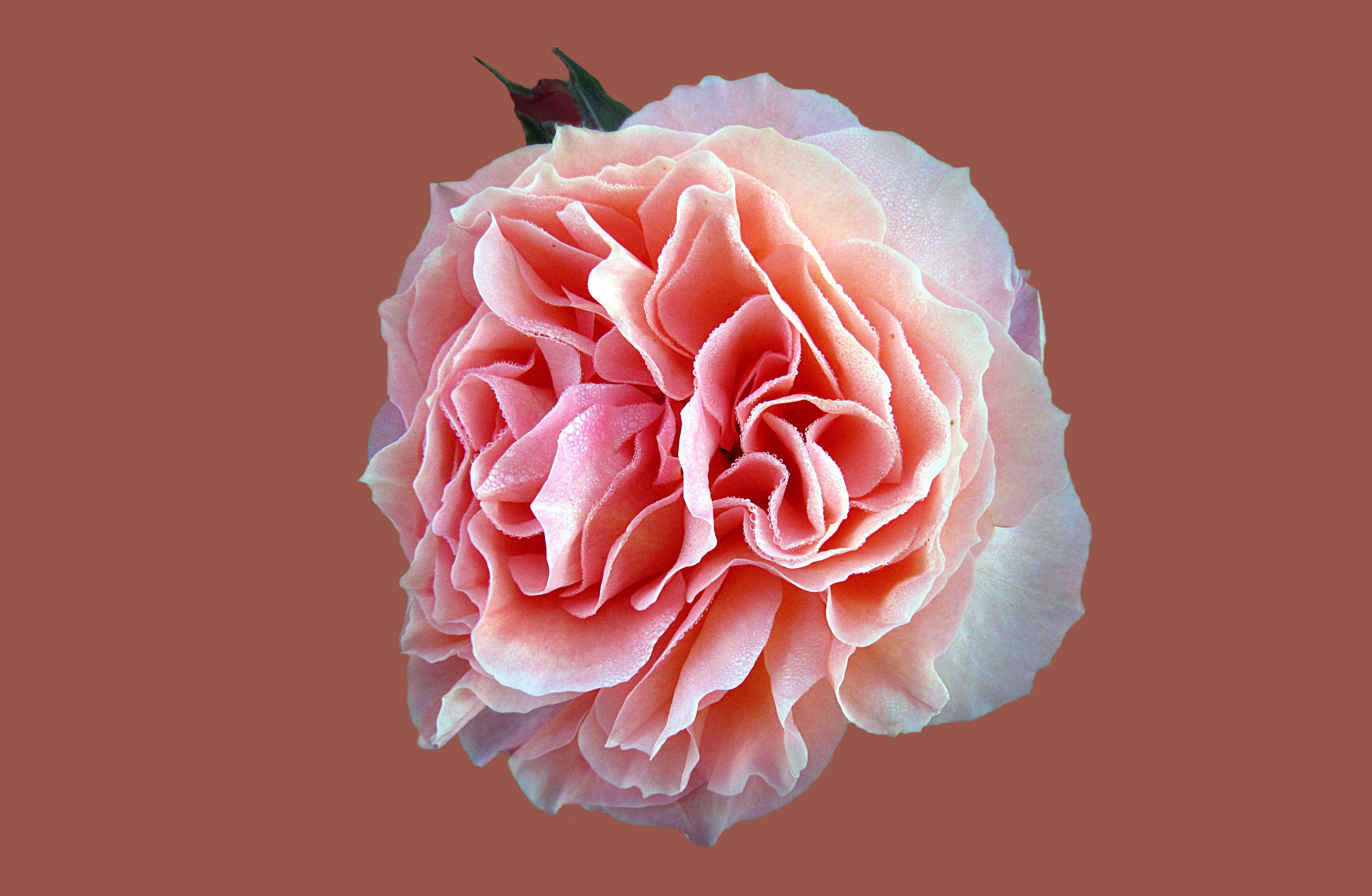 rosengarten bad kissingen, rose - flower, studio shot, 4K, rose, rose bloom, close-up, colored background, petal, raindrop, indoors, nature, morgentau, HD Wallpaper