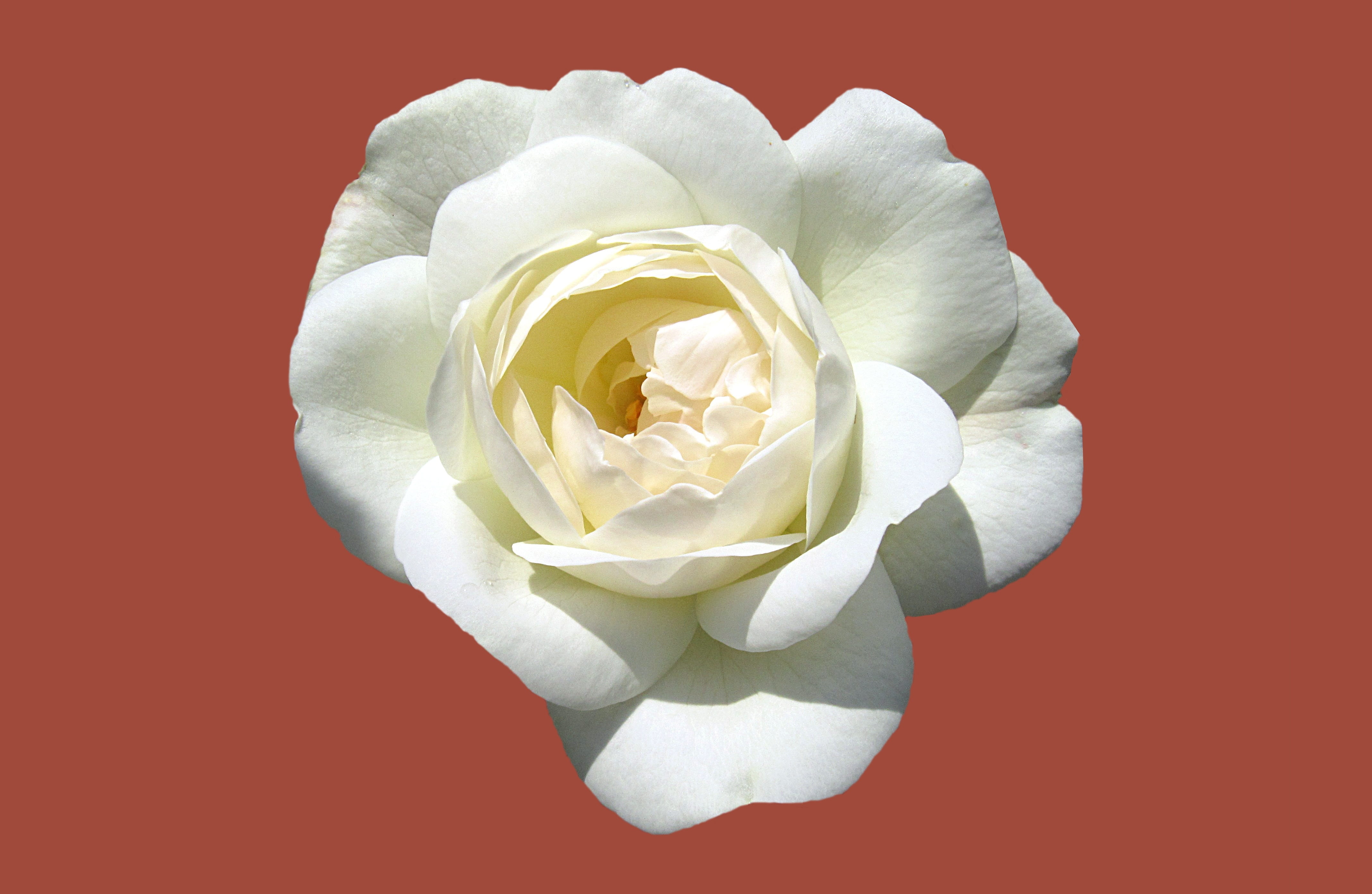 freshness, no people, close-up, valentines day - holiday, photography, white color, flower, white rose, flower head, close, bad kissingen, vulnerability, HD Wallpaper