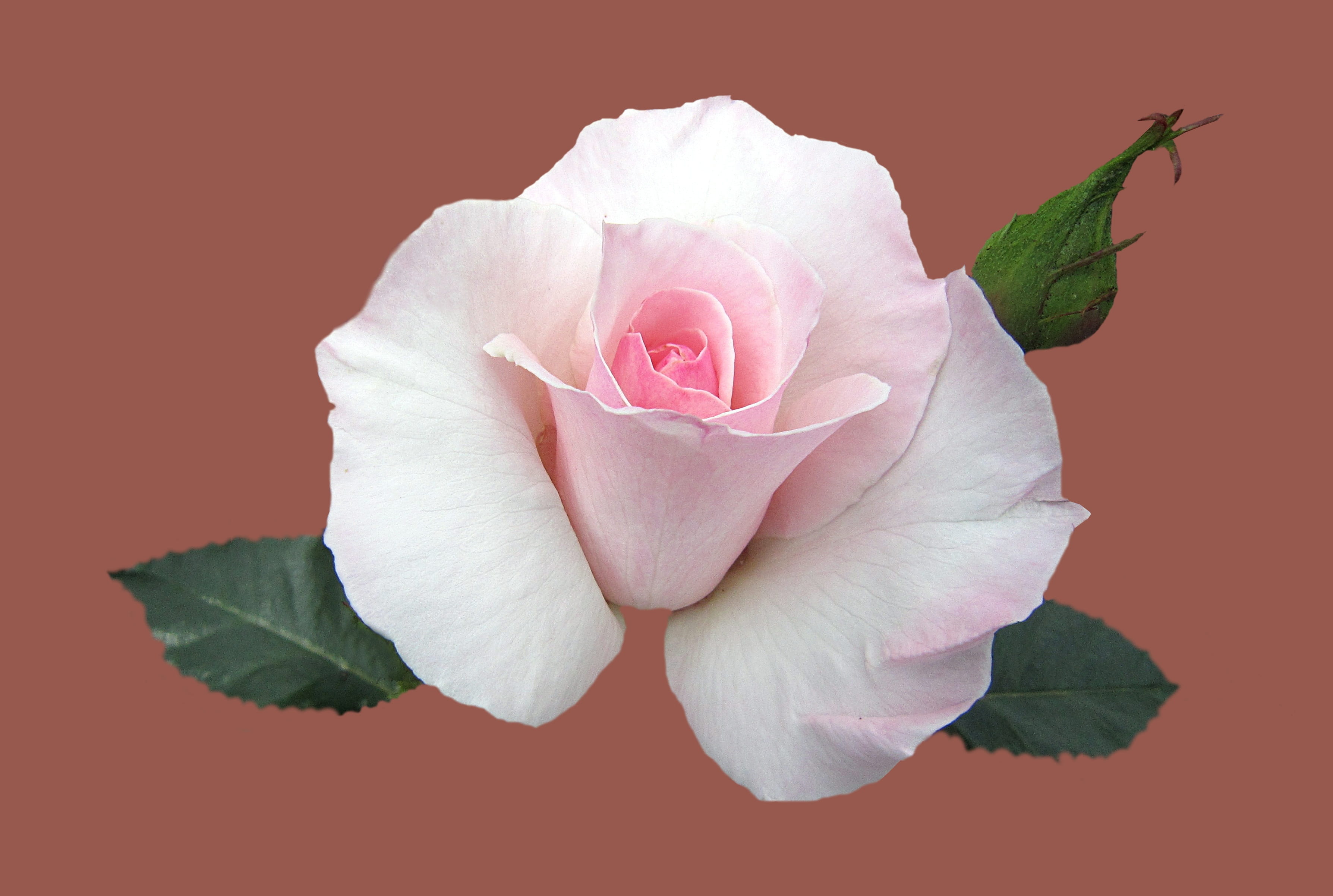 2K, fragility, rose city bad kissingen, close, plant, flower, growth, plant part, pink color, flowering plant, rose garden, beauty in nature, studio shot, HD Wallpaper