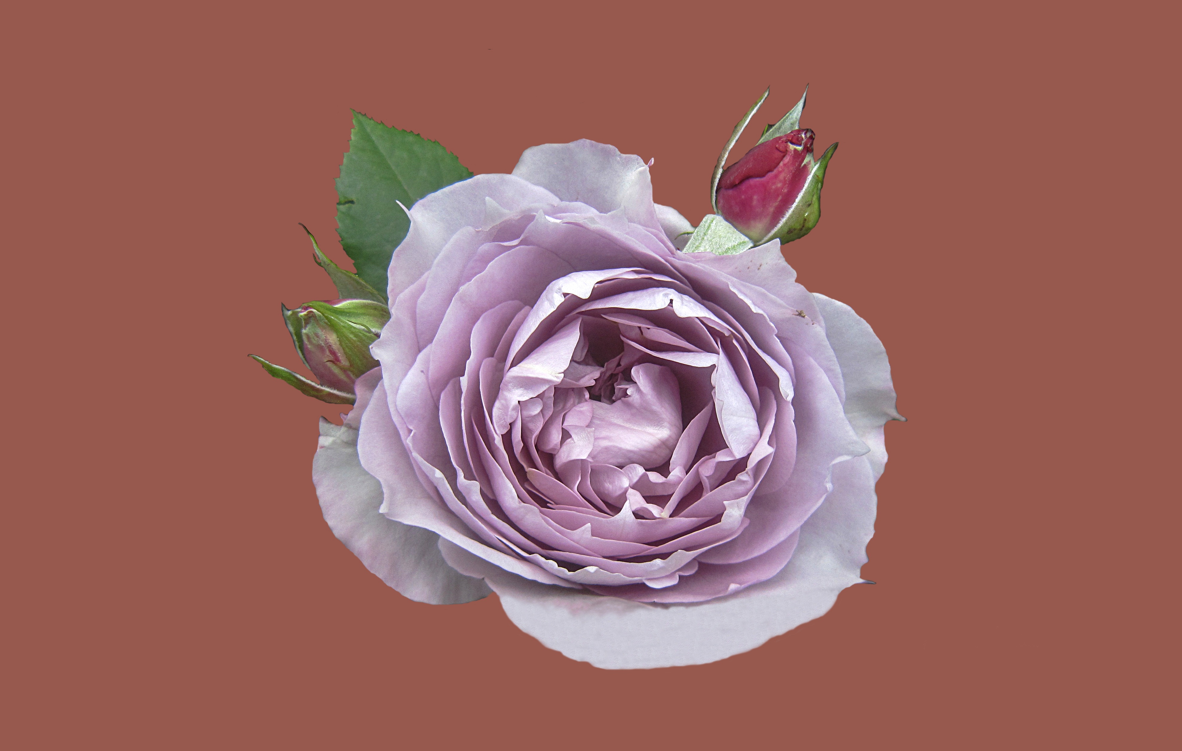 nature, flower head, leaf, flower, rosengarten bad kissingen, rose bloom, rose city bad kissingen, inflorescence, red, close-up, indoors, colored background, HD Wallpaper