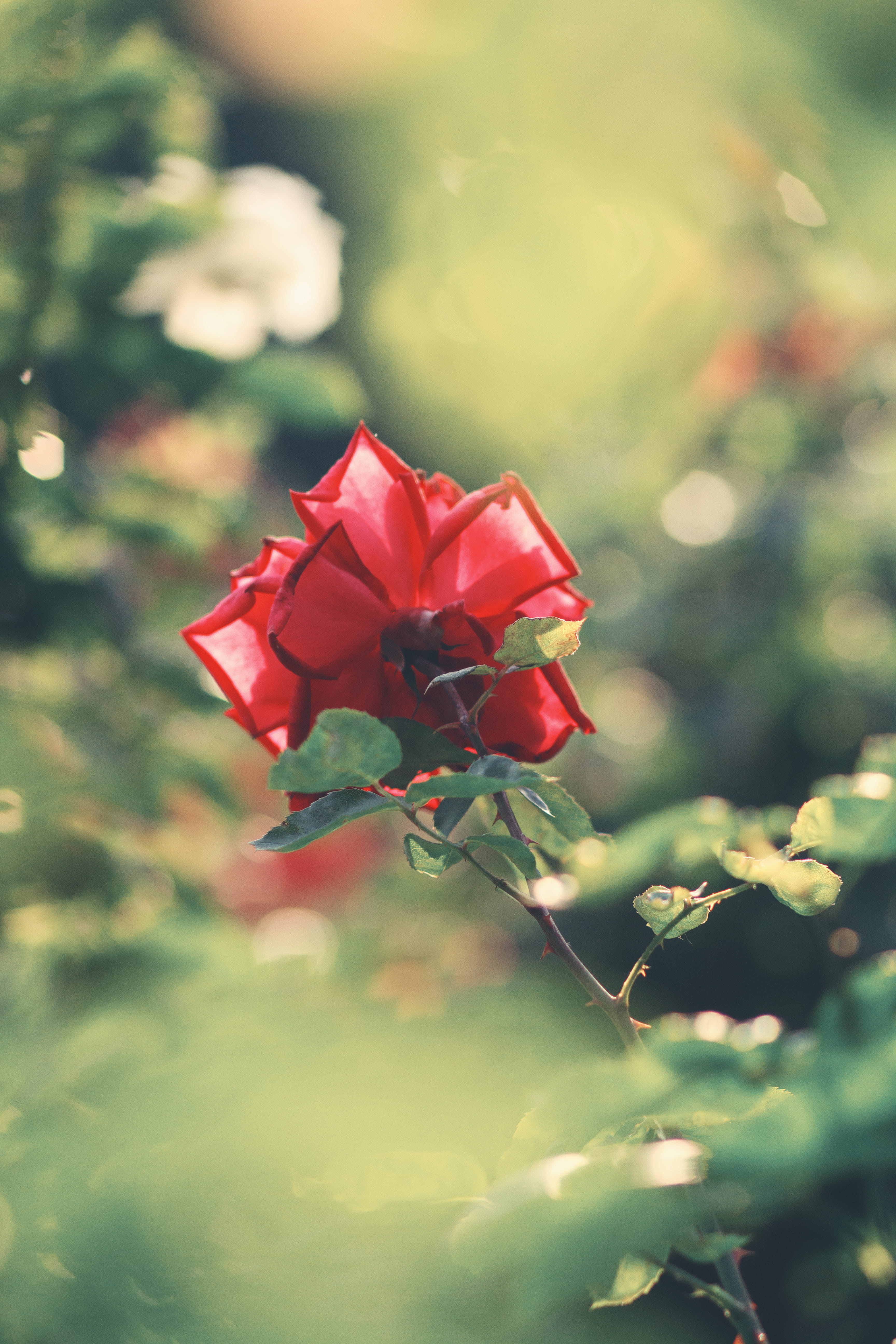 light, freshness, wien, growth, no people, one, beauty in nature, austria, rosengarten, vulnerability, selective focus, inflorescence, royal, fragility, Phone HD Wallpaper