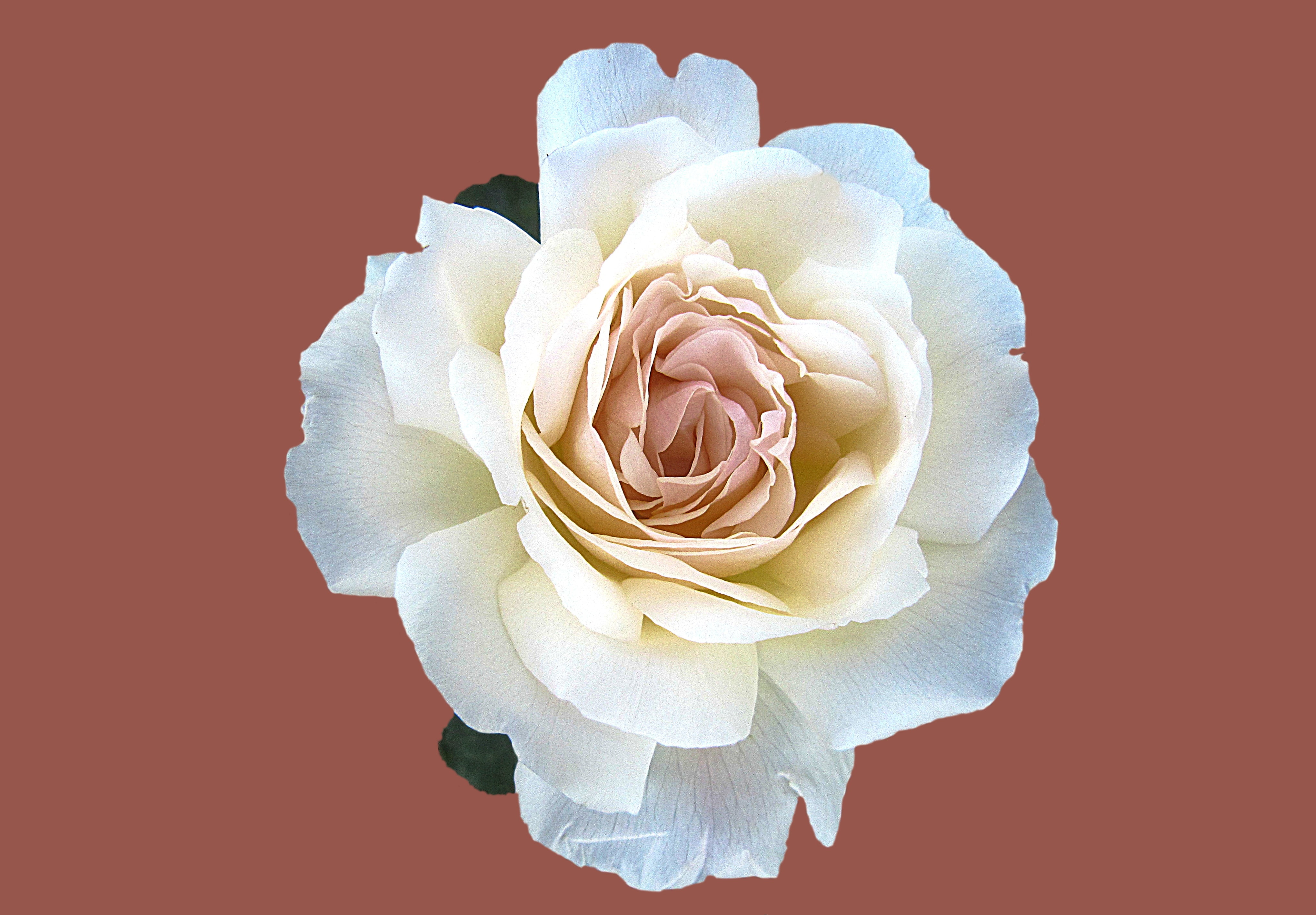 inflorescence, bloom, petal, flower, photo, love, softness, indoors, 4K, rose city bad kissingen, valentines day - holiday, white rose, rose bloom, rose garden, HD Wallpaper