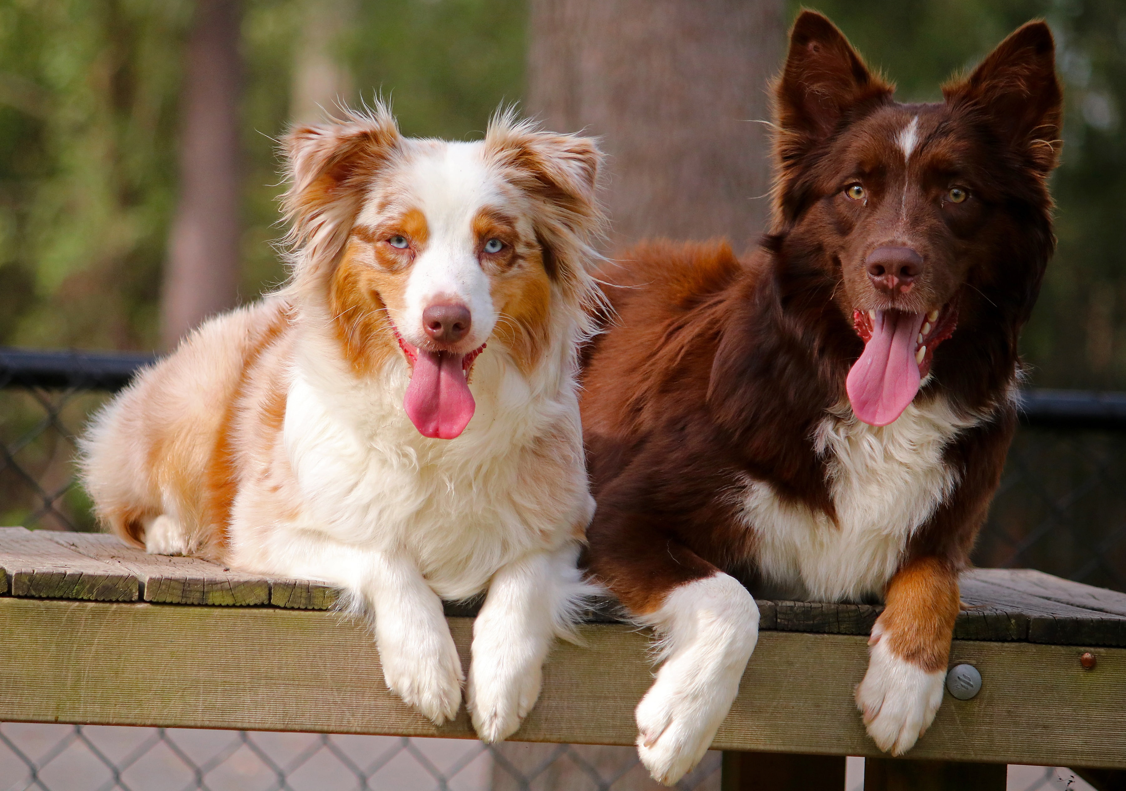 Australian shepherd, dogs, Aussie, 2K, languages, HD Wallpaper