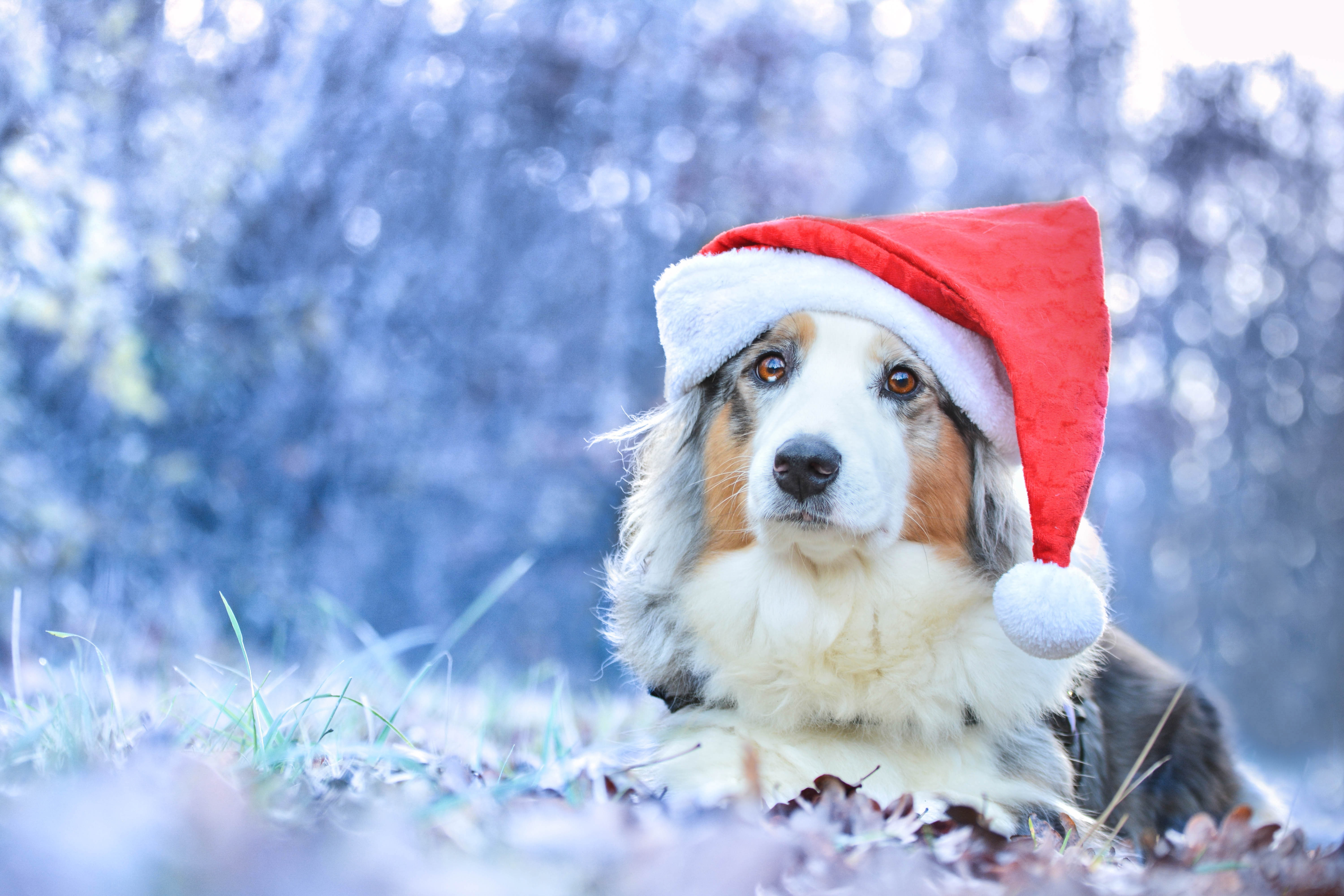 cap, dog, 5K, Australian shepherd, bokeh, Aussie, Santa, look, HD Wallpaper
