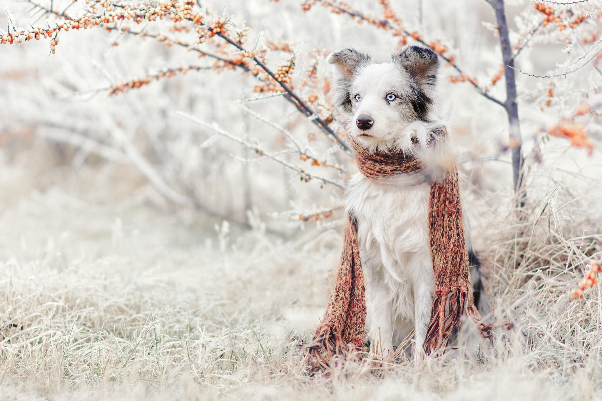 winter, nature, 1080P, scarf, Bush, snow, garden, Aussie, dog, sea buckthorn, Australian shepherd, sitting, frost, grass, HD Wallpaper