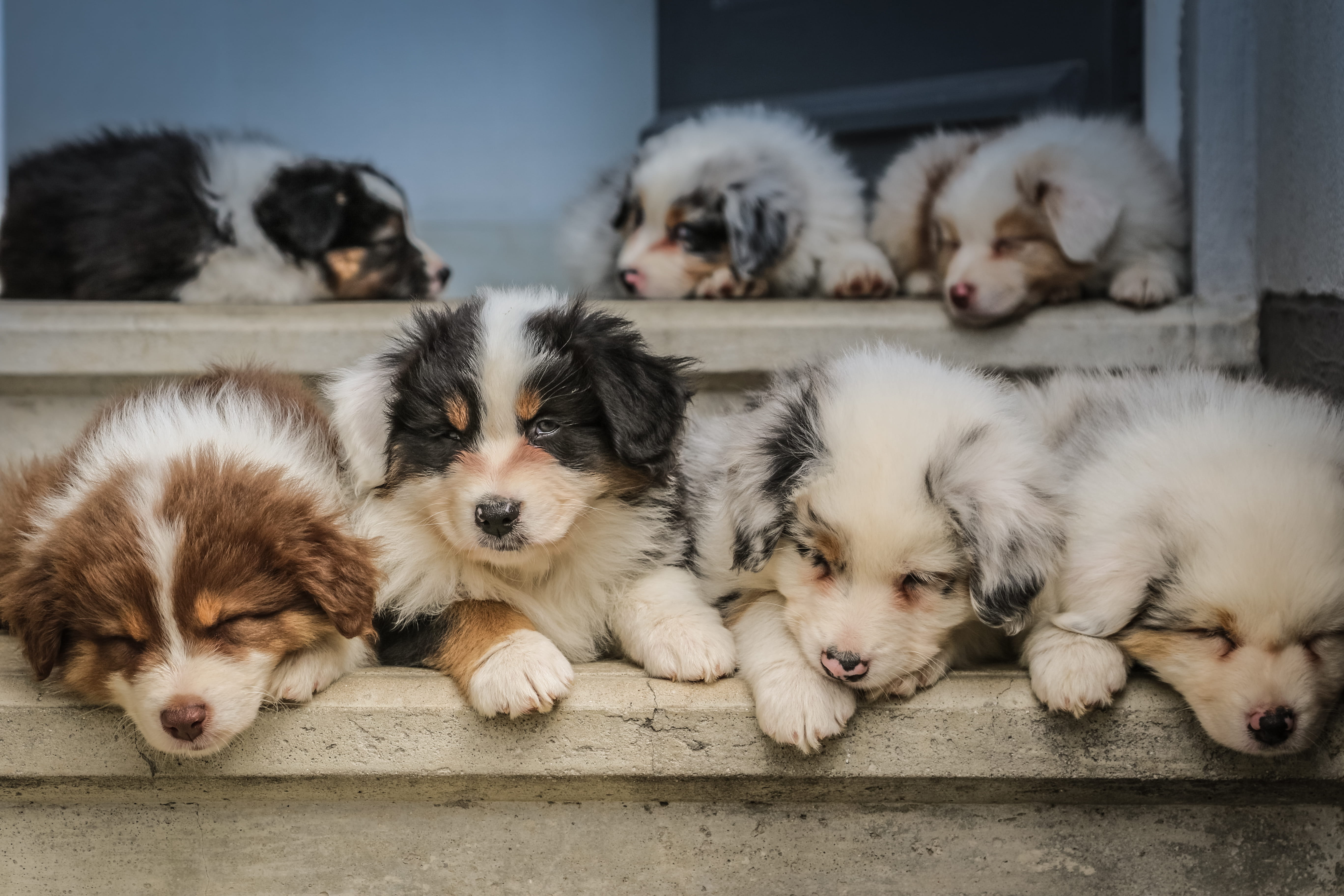 mammal, no people, family, relaxation, peace, animal themes, baby, australian, pets, vertebrate, group of animals, aussie, young animal, domestic, dog, HD Wallpaper