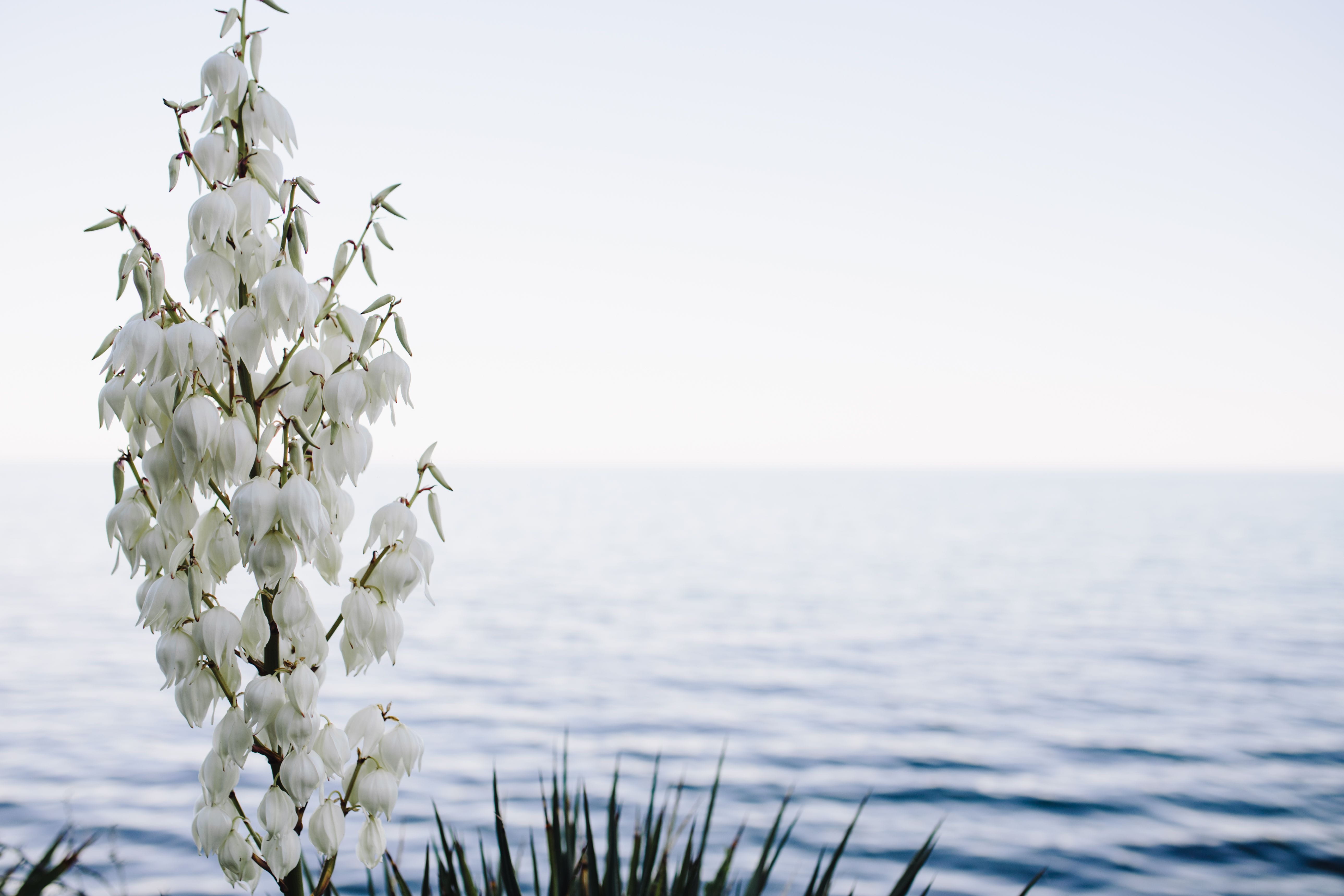 water, wilted plant, blossoming, fragility, tree, no People, day, winter, botanic, freshness, scenics, focus on foreground, horizon, 5K, horizon over water, HD Wallpaper