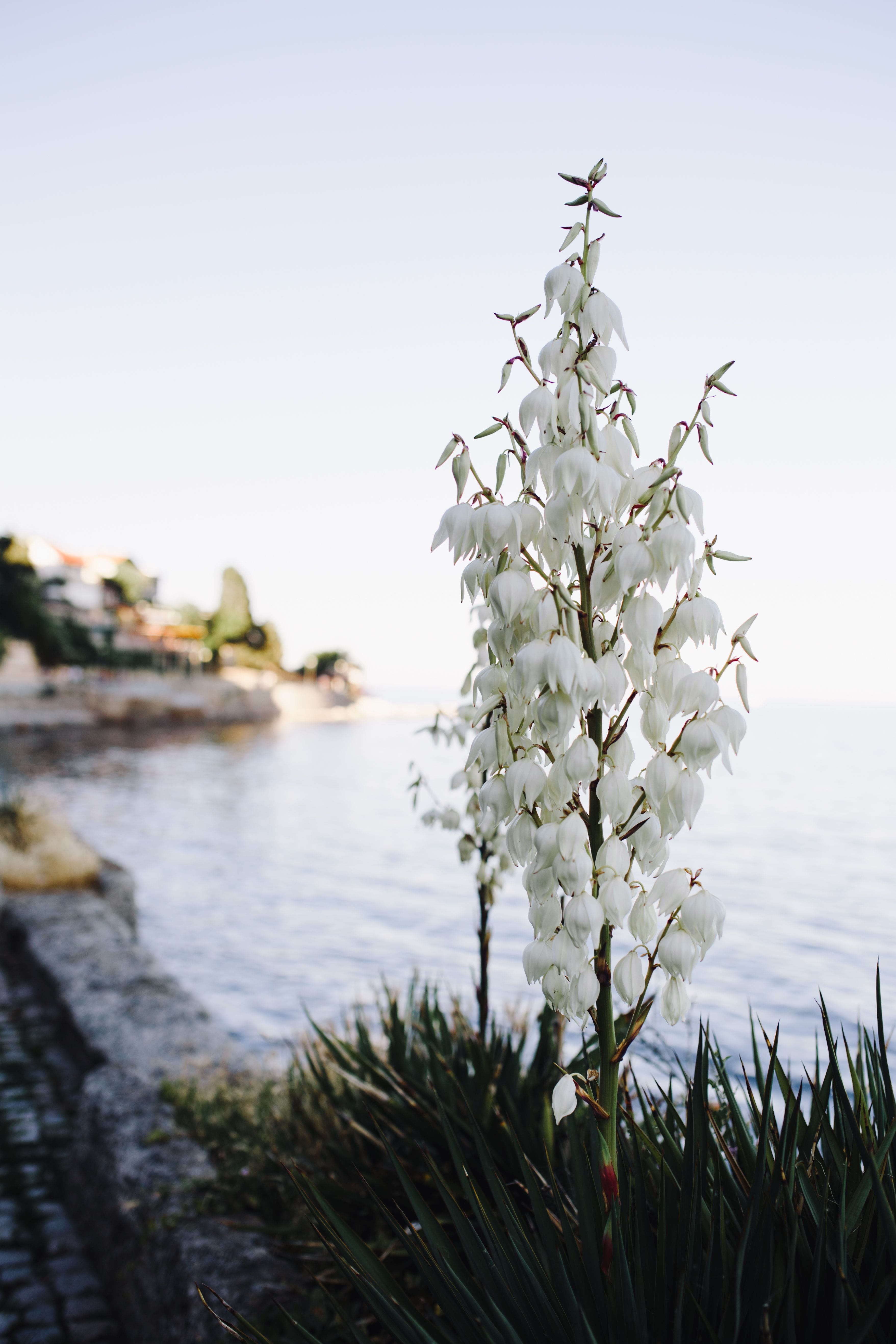 botanic, flowers, bloom, botany, growth, flora, close-up, balkan, clear sky, nature, Europe, botanical, 5K, flower, yummy, yucca, summer, tranquility, Phone HD Wallpaper