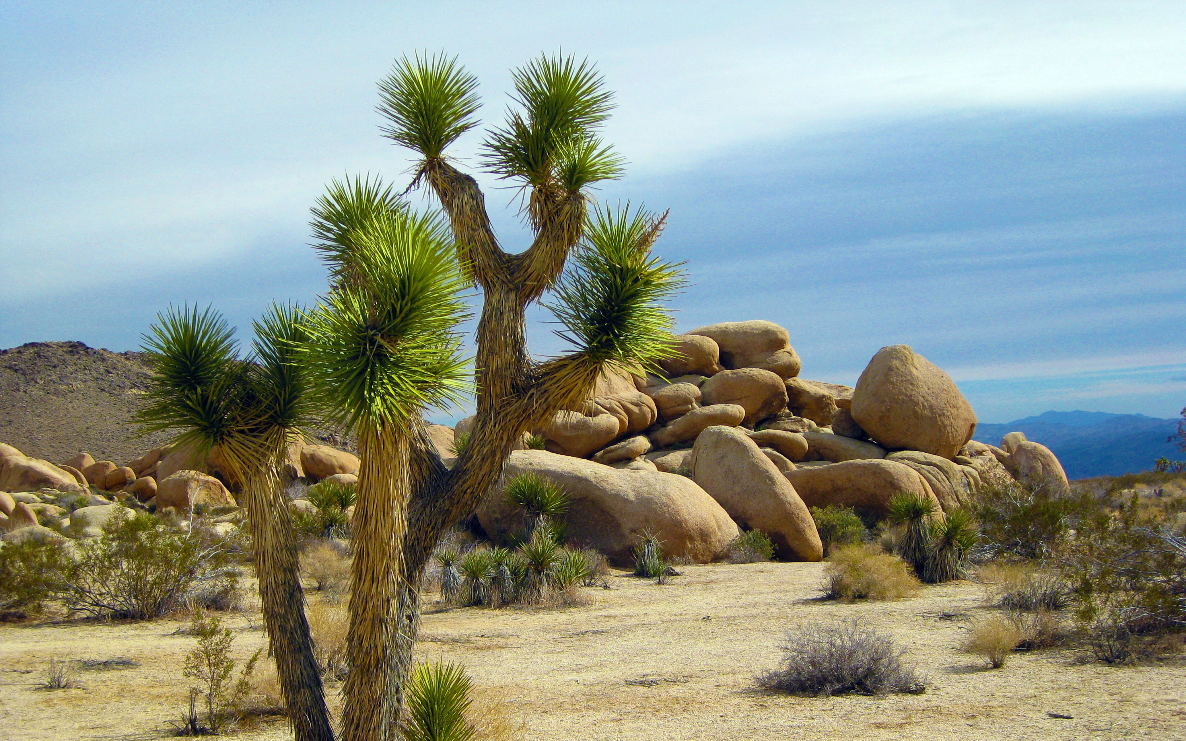 4K, cylindropuntia backgrounds, national park, Download 3840x2400 yucca brevifolia, california, yucca brevifolia, HD Wallpaper