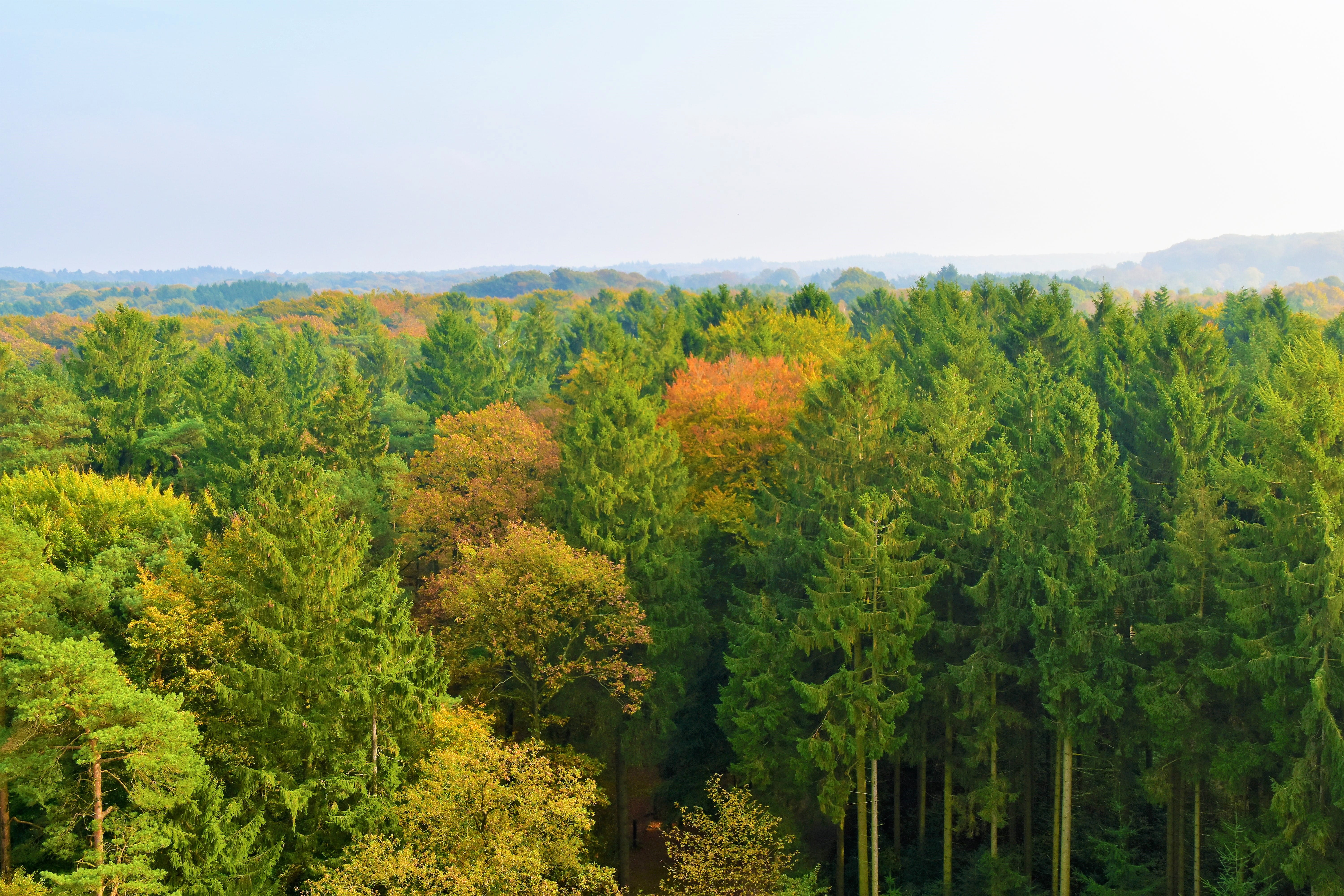 conifer, tranquility, fall, treeline, growth, 5K, non-urban scene, tree, flora, no people, larch, forest, plant, woodland, day, lush foliage, pine tree, HD Wallpaper