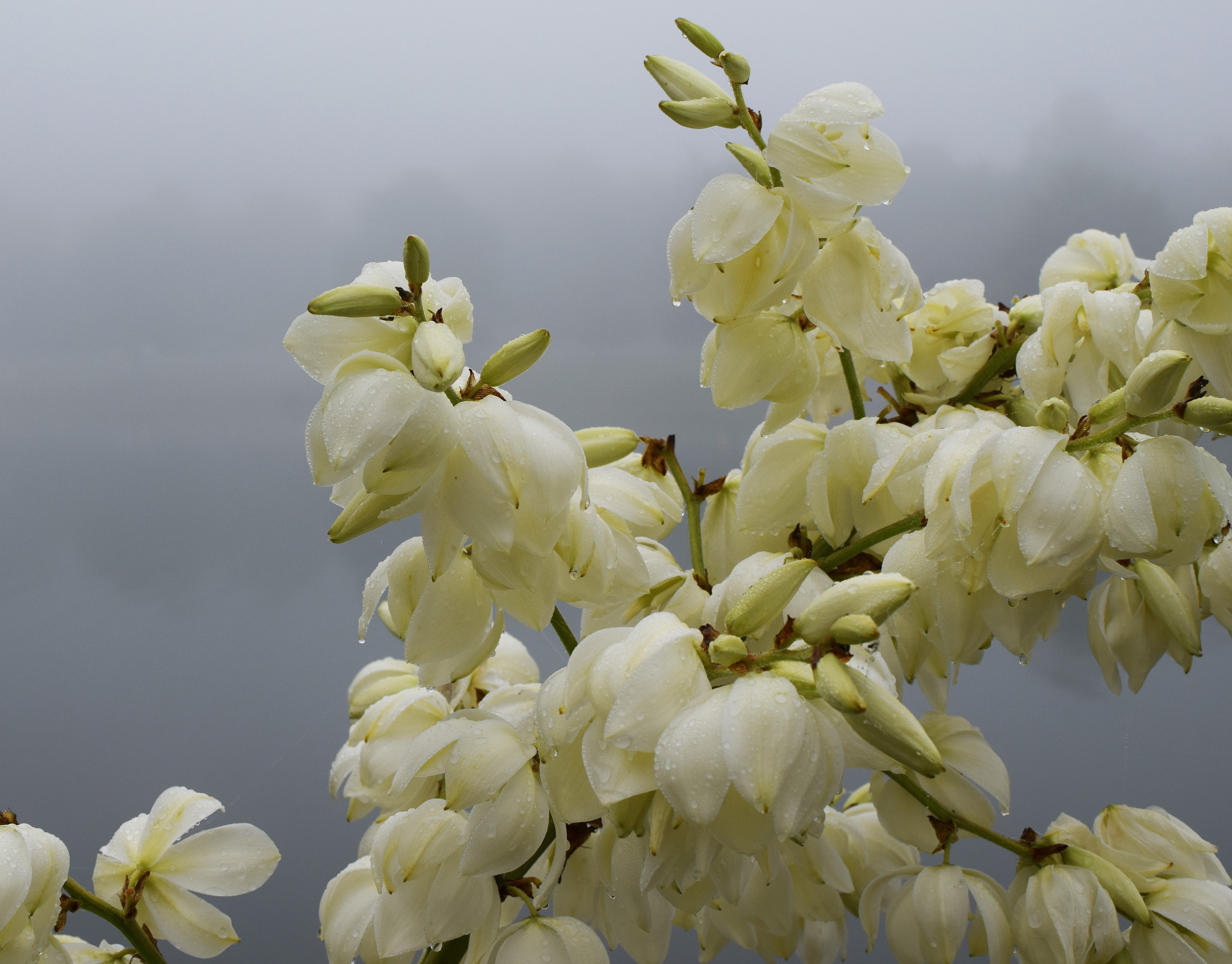 vulnerability, growth, springtime, morning fog, no people, flower, freshness, close-up, outdoors, day, bloom, rain-wet yucca flowers, inflorescence, flowering plant, HD Wallpaper