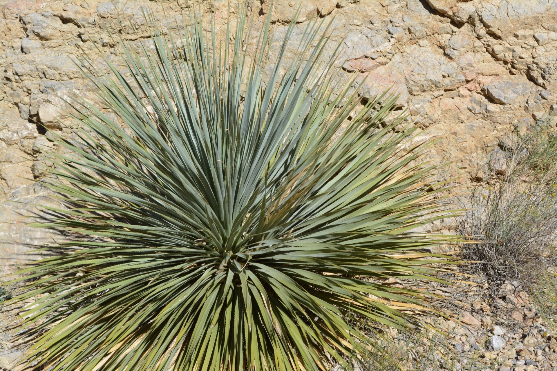 spiked, spiky, leaf, park, no people, trees, desert, cactus, close-up, sharp, green color, rock, growth, nature, shrub, outdoors, yucca, arid climate, texas, HD Wallpaper