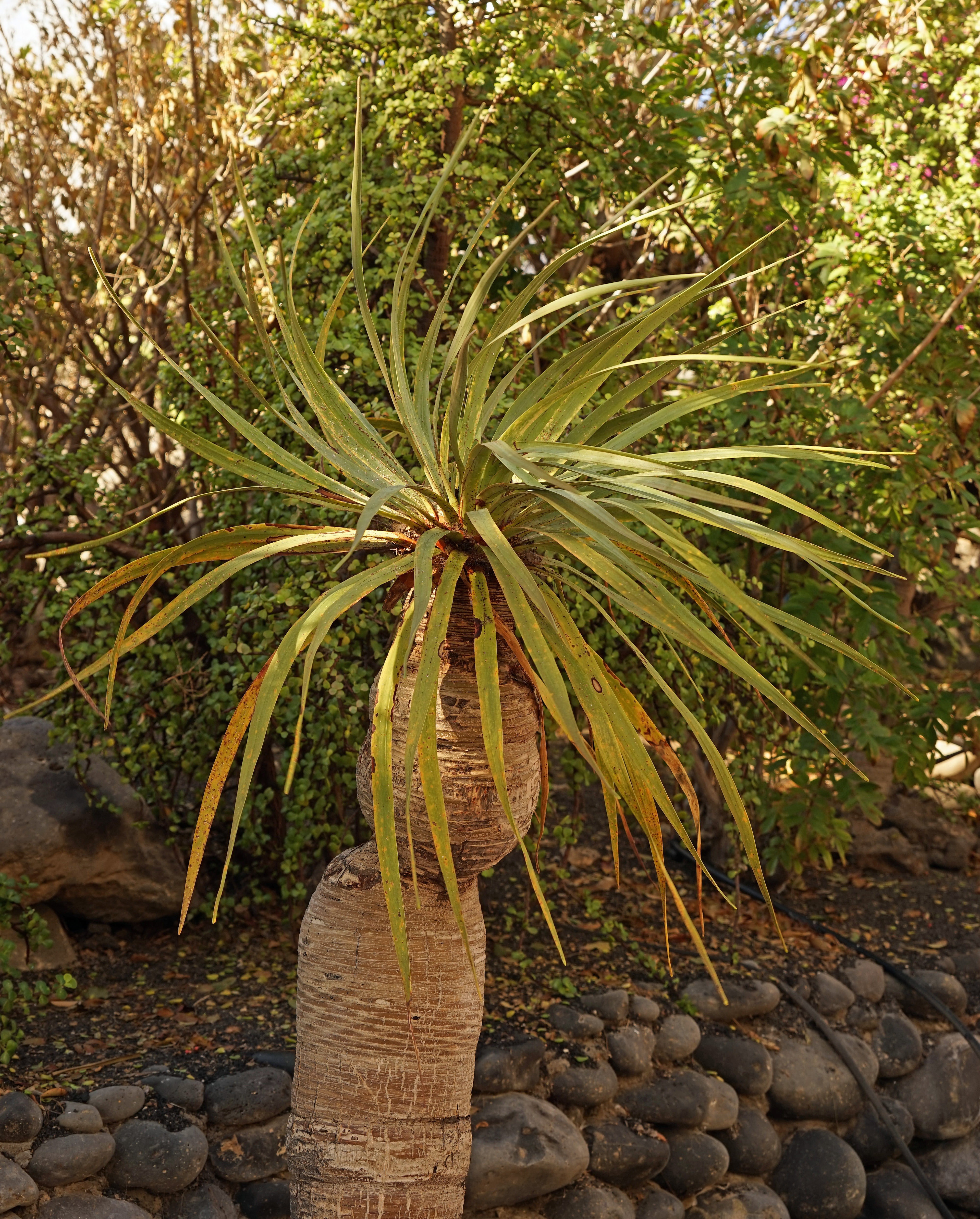 food, yucca palm, garden, day, agriculture, food and drink, tree, elephant palm tree, 4K, tranquility, growth, beauty in nature, land, no people, fruit, Phone HD Wallpaper