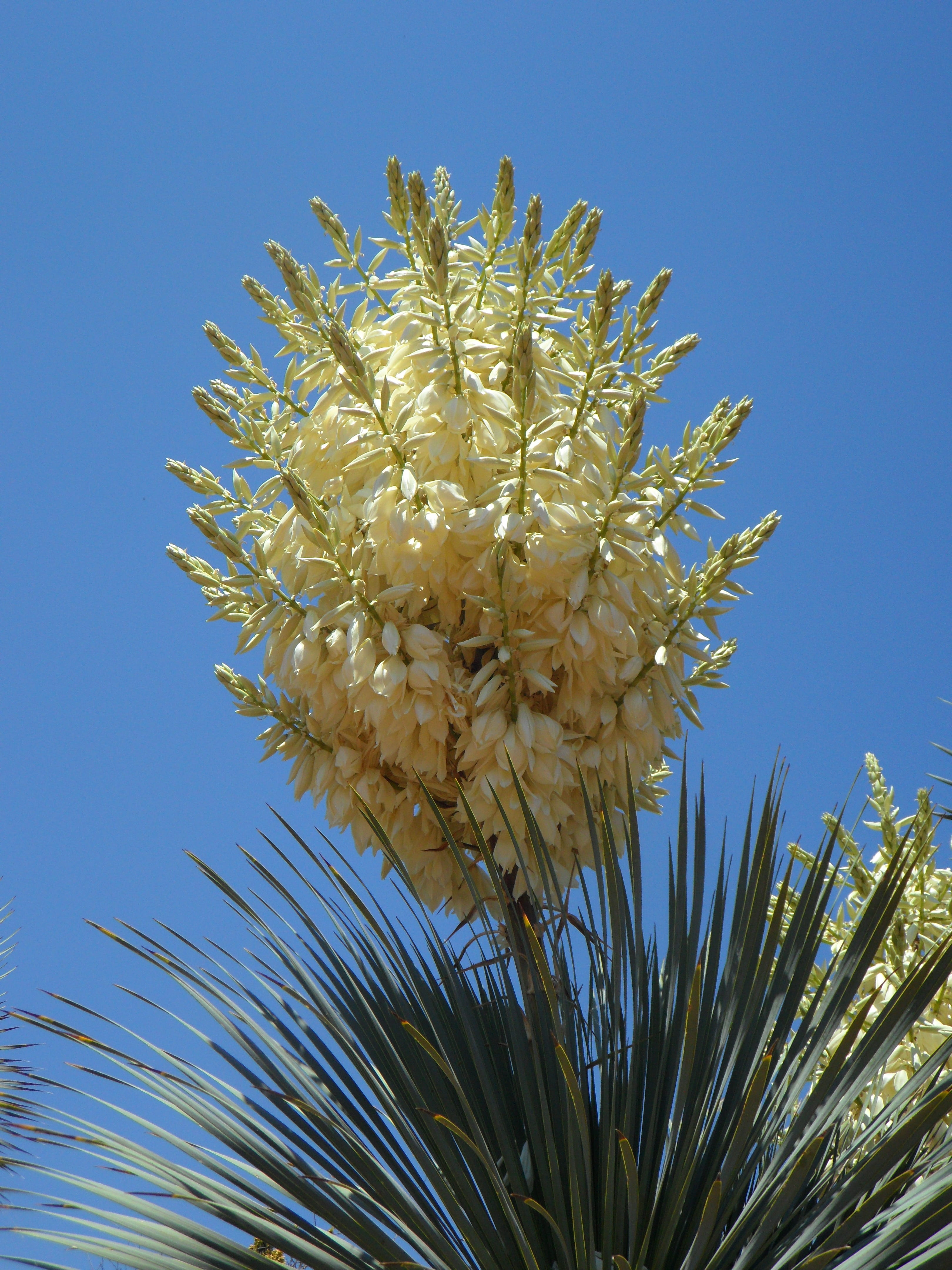 flora, leaf, yucca palm, blossom, flowers, clear sky, petal, flower, flowering plant, fragility, no people, close-up, shrub, nature, sunlight, yucca, freshness, Phone HD Wallpaper