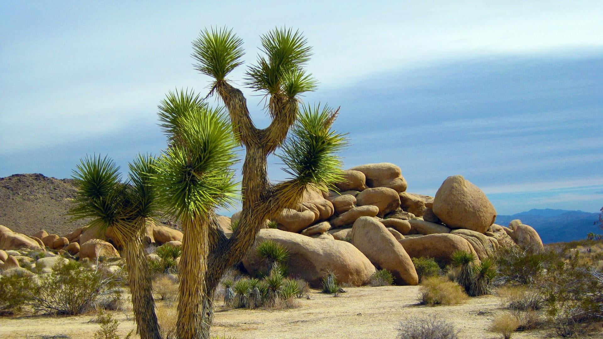 day, no people, climate, cactus, succulent plant, desert, cylindropuntia, semi-arid, beauty in nature, national park, 1080P, nature, scenics - nature, HD Wallpaper