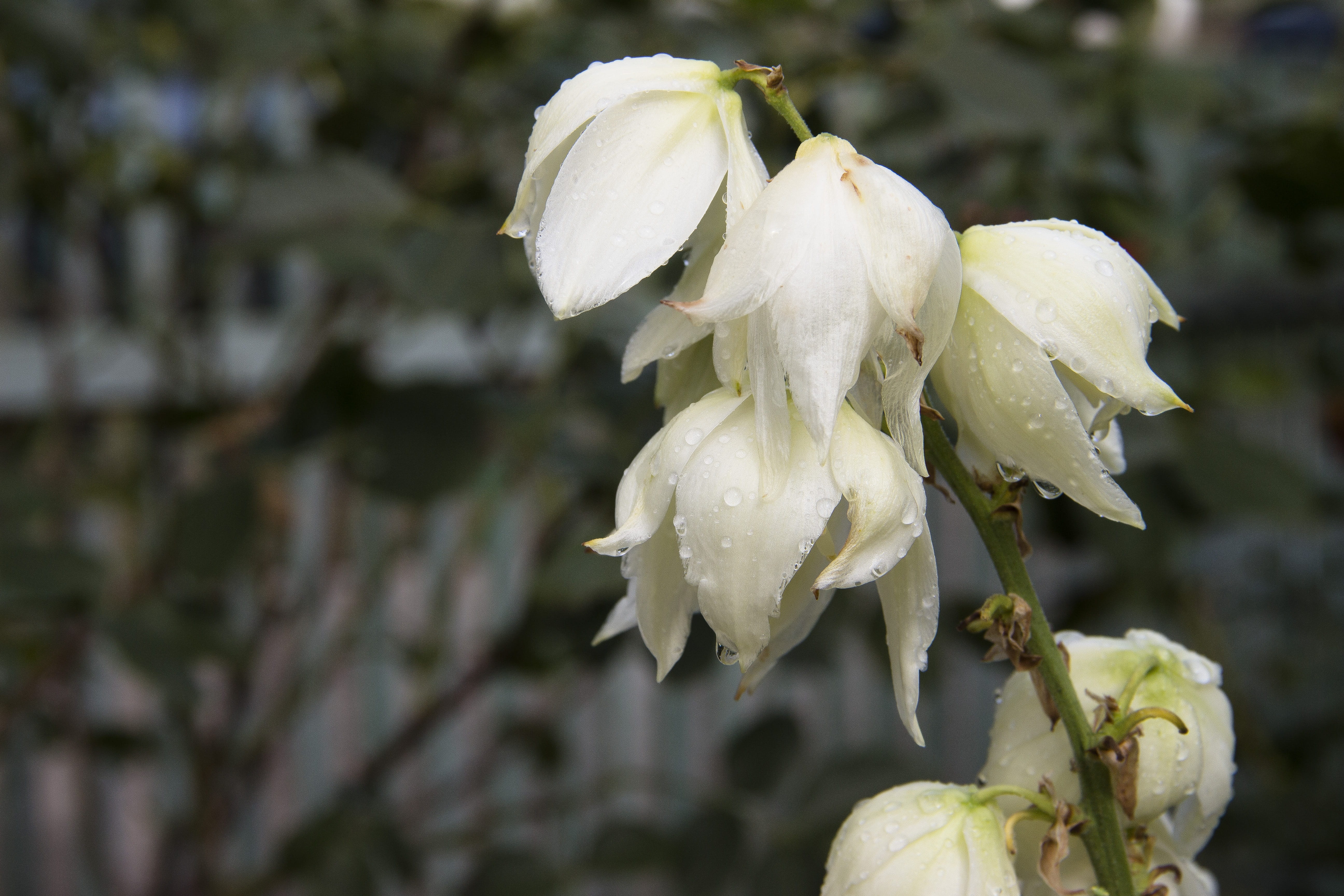 flowering plant, inflorescence, freshness, flowers, bush, rose, beauty in nature, flora, yucca, day, growth, krupnyj plan, close-up, white color, beautiful, HD Wallpaper