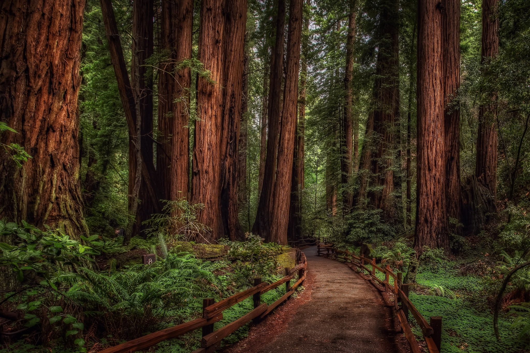 green color, road, forest, digital, trunk, beauty in nature, the Douglas fir, the way forward, woodland, scenics - nature, bamboo - plant, tree trunk, day, HD Wallpaper