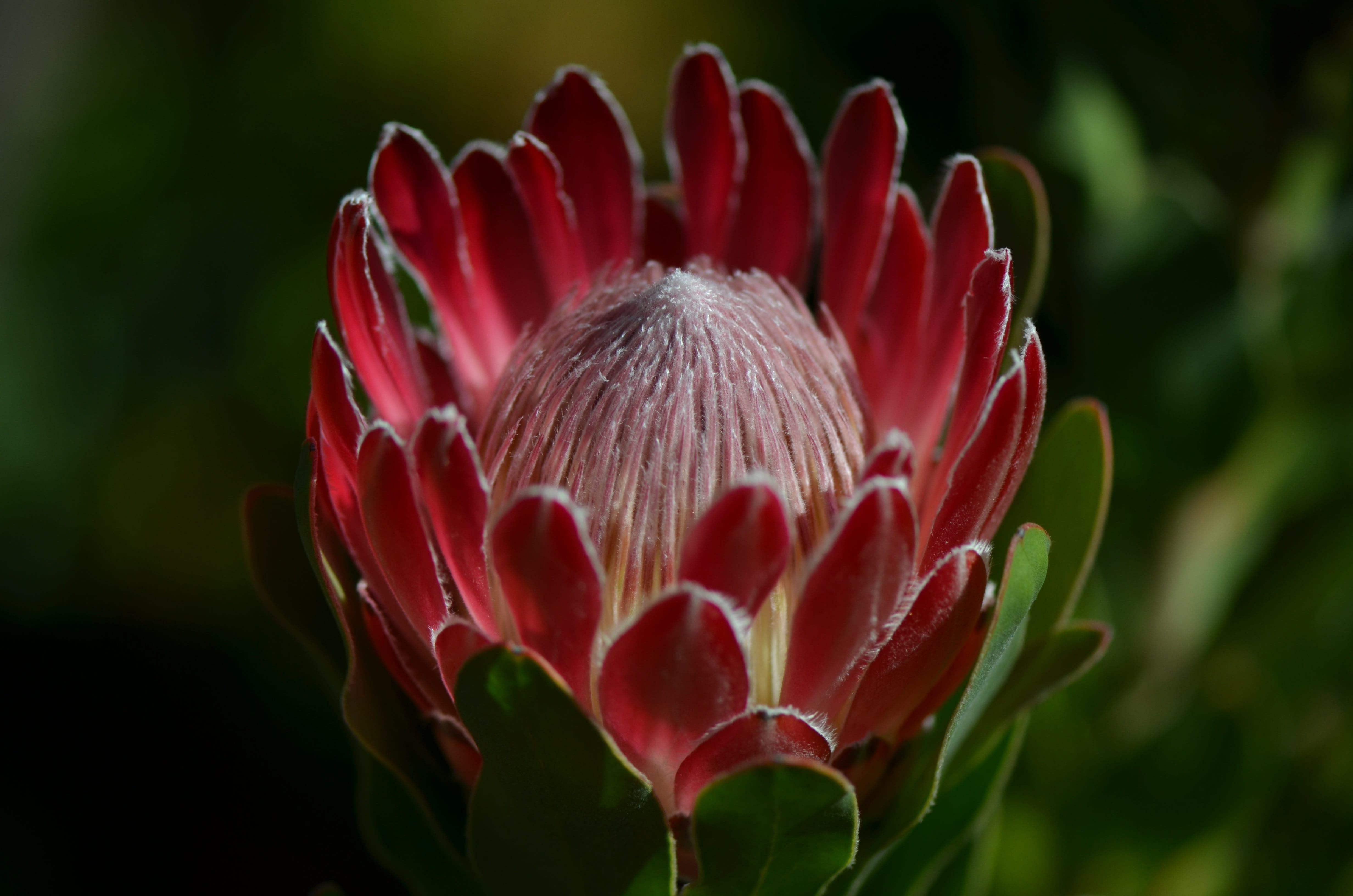 pink color, flowering plant, flower, australia, flora, sepal, bloom, red, close-up, botanical, no people, growth, inflorescence, flower head, plant, day, HD Wallpaper