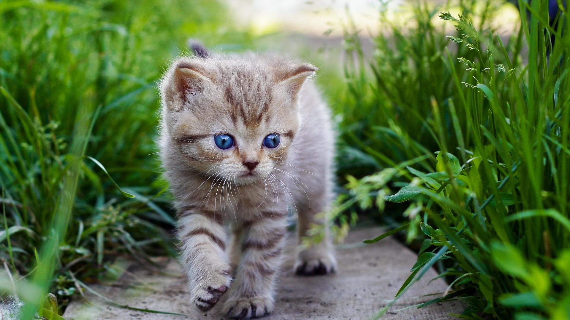 cat, 1080P, cute, kitty, grass, HD Wallpaper