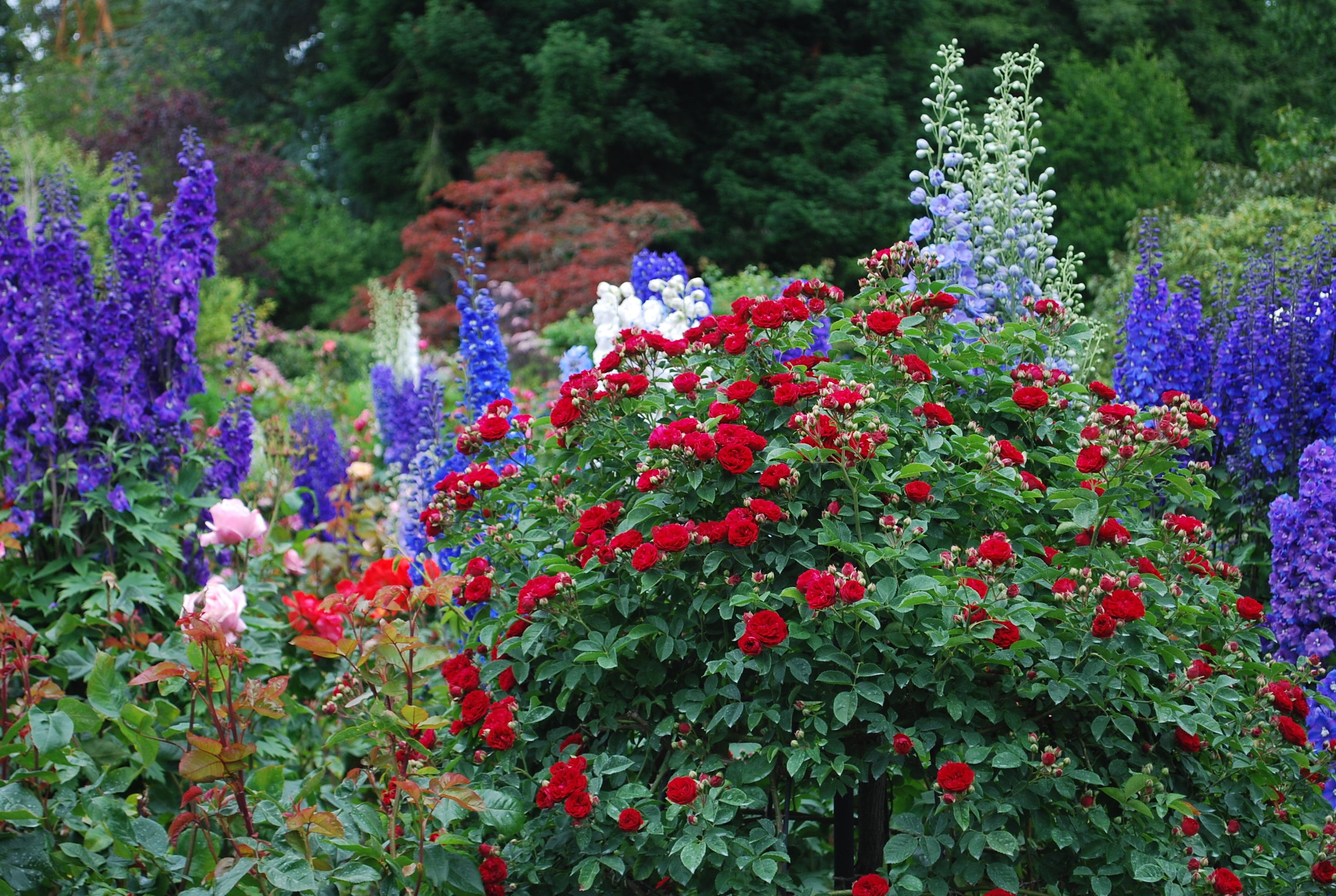 summer, vulnerability, tree, purple, tranquility, bloom, outdoors, land, garden, victoria, red, ornamental, beauty in nature, butchart, focus on foreground, HD Wallpaper