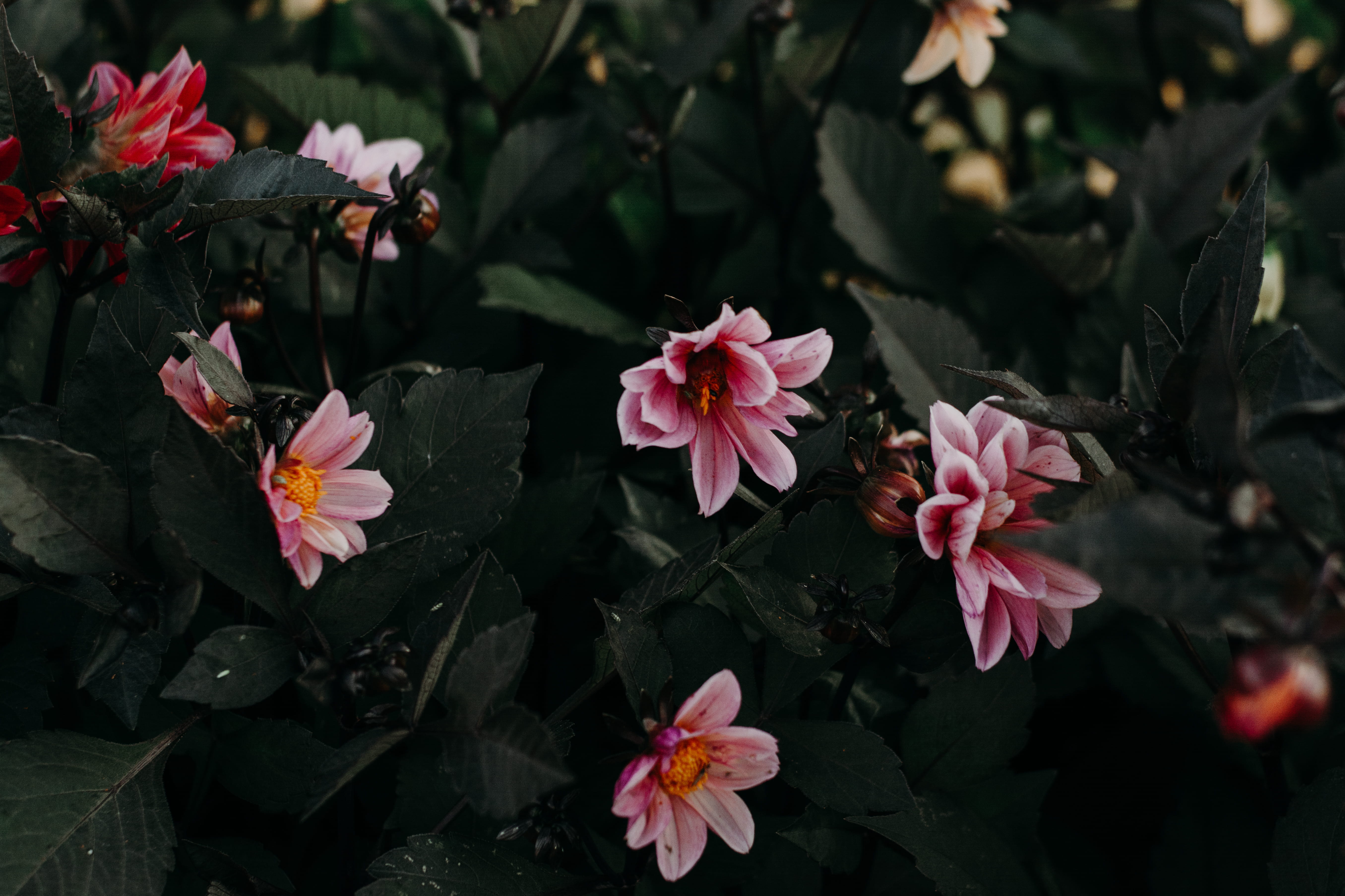 field, fragility, freshness, flowers, close-up, forest, plant, pollen, flora, beauty in nature, garden, plants, botanical, nature, flowering plant, petals, HD Wallpaper