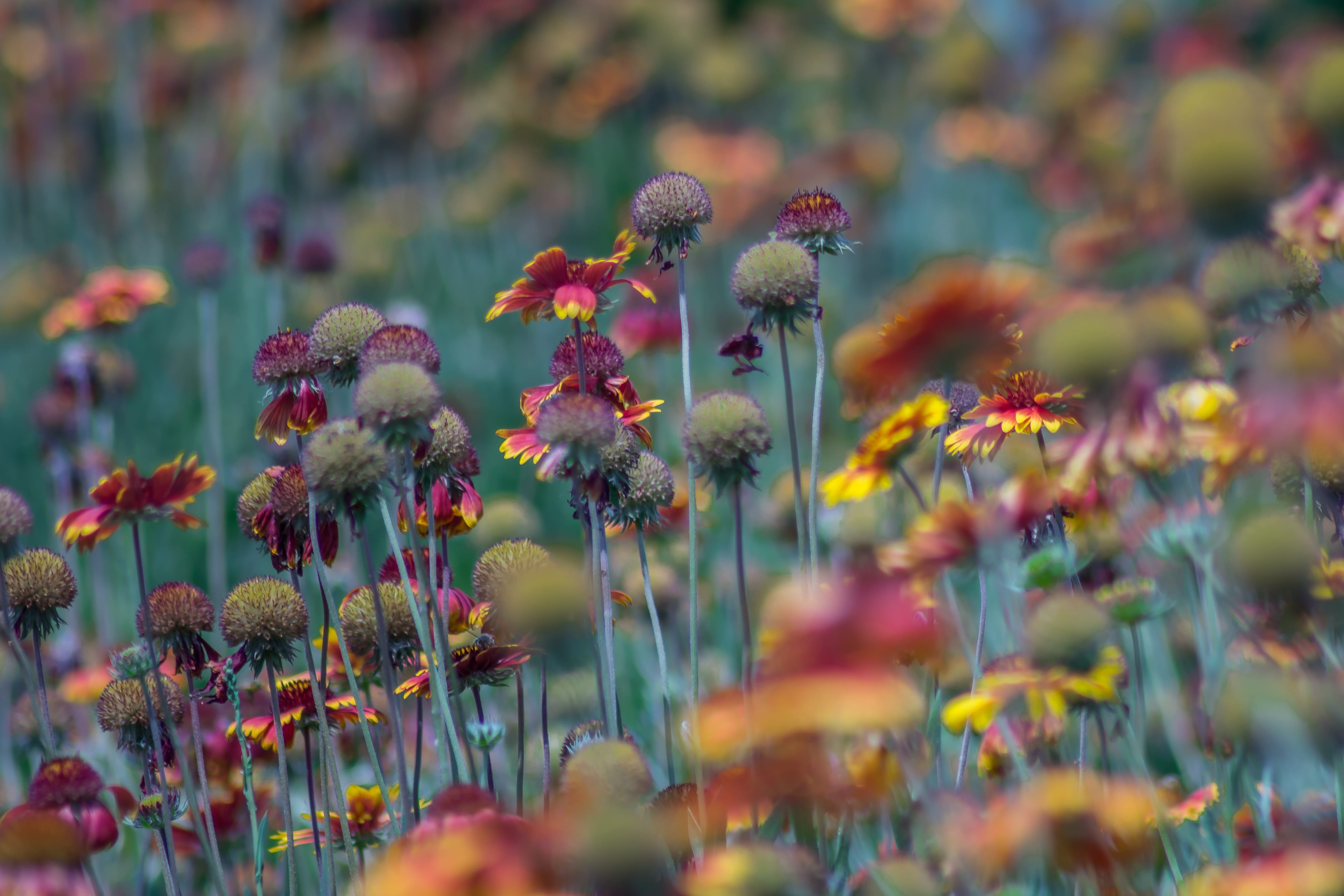 park, wildflower, landscape, meadow, plant, yellow, field, red, freshness, photography, summer, growth, selective, multi Colored, flower garden, day, inflorescence, HD Wallpaper