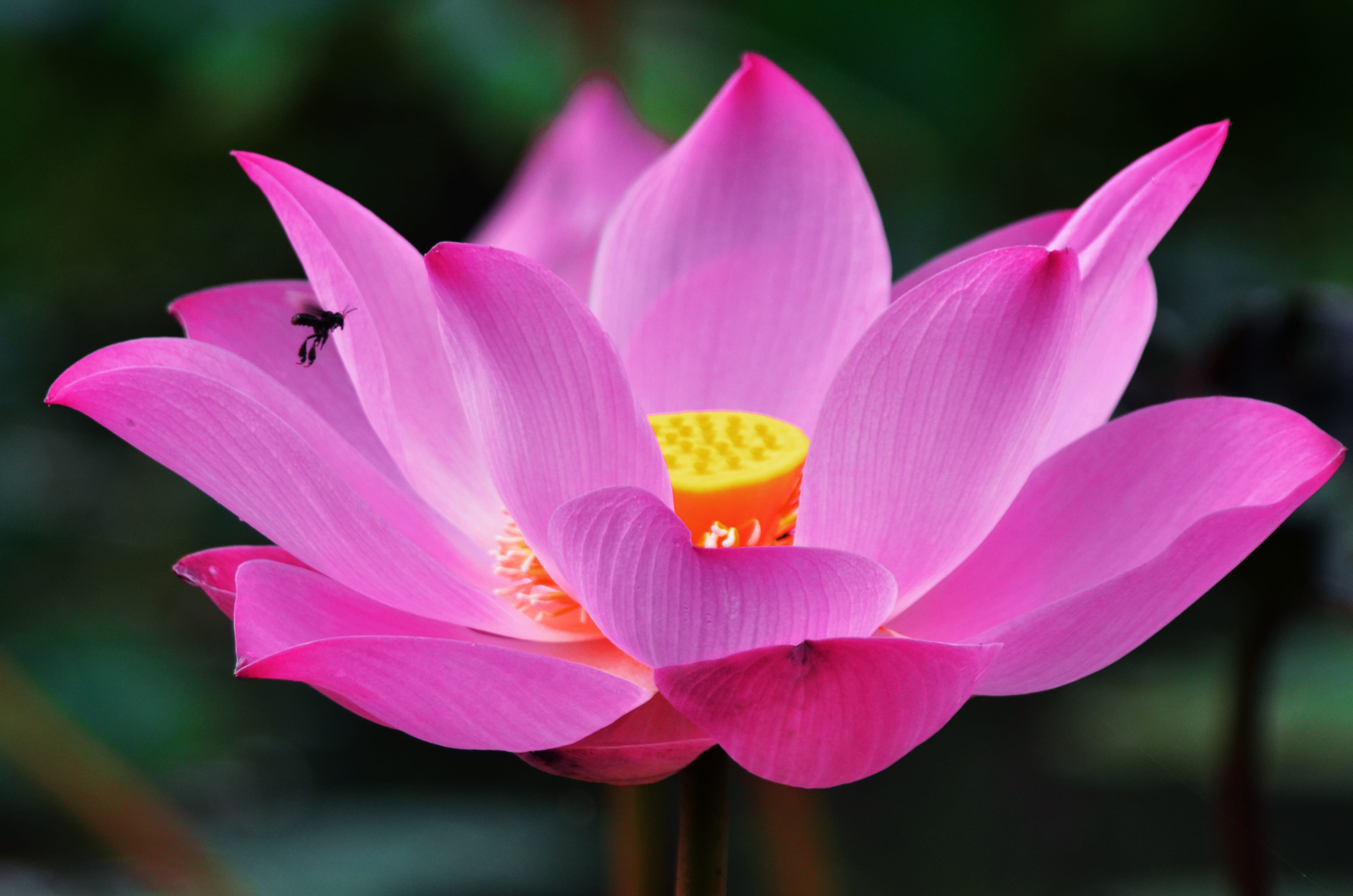 beauty in nature, freshness, vulnerability, flowerbed, plant, focus on foreground, blossom, fragility, botanical, flower head, exotic, pink, flower, crocus, HD Wallpaper