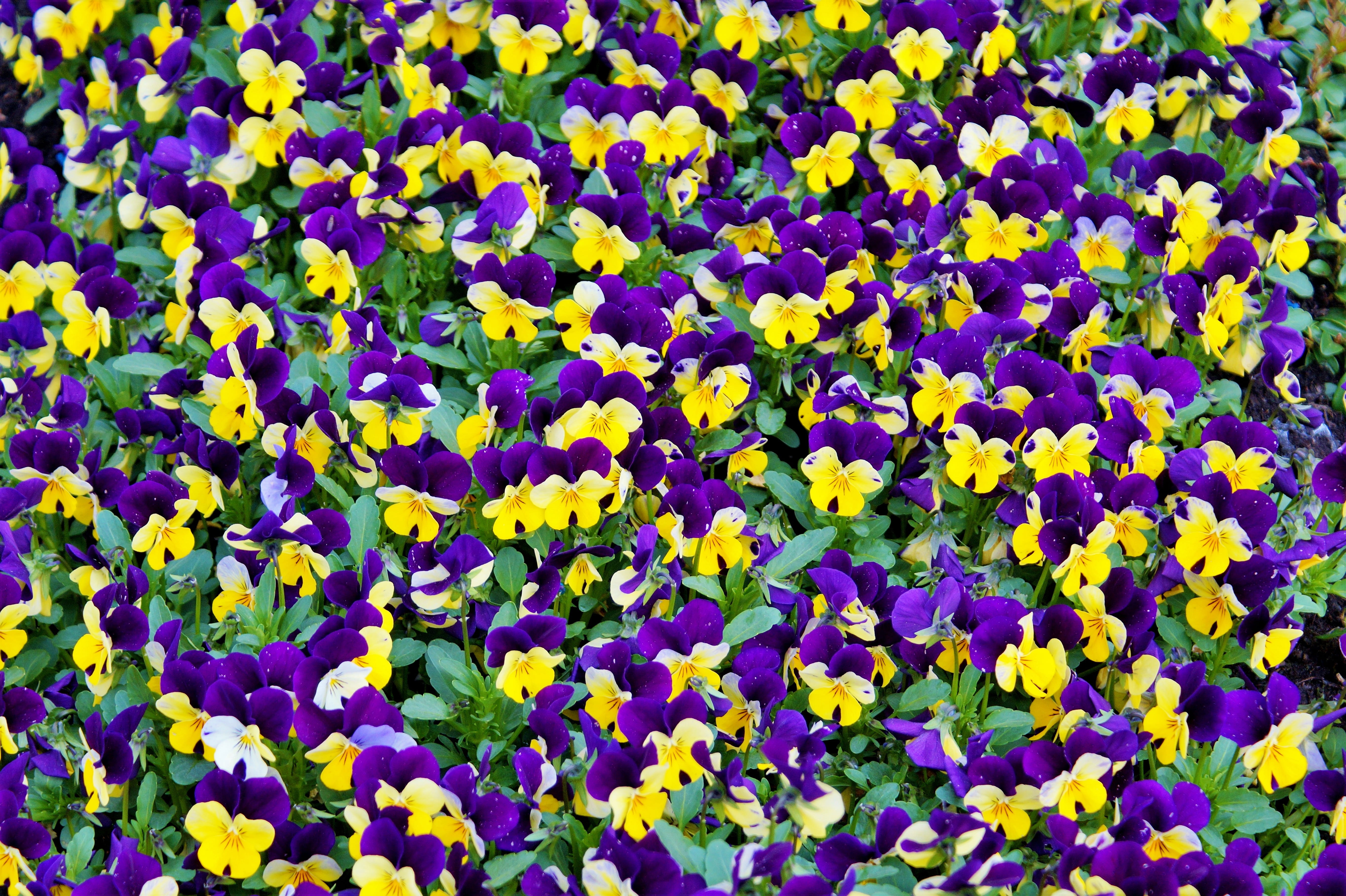colour, violet, day, colourful, colorful, close-up, bright, purple, color, yellow, botany, beautiful, nature, 5K, vulnerability, vibrant, backgrounds, HD Wallpaper