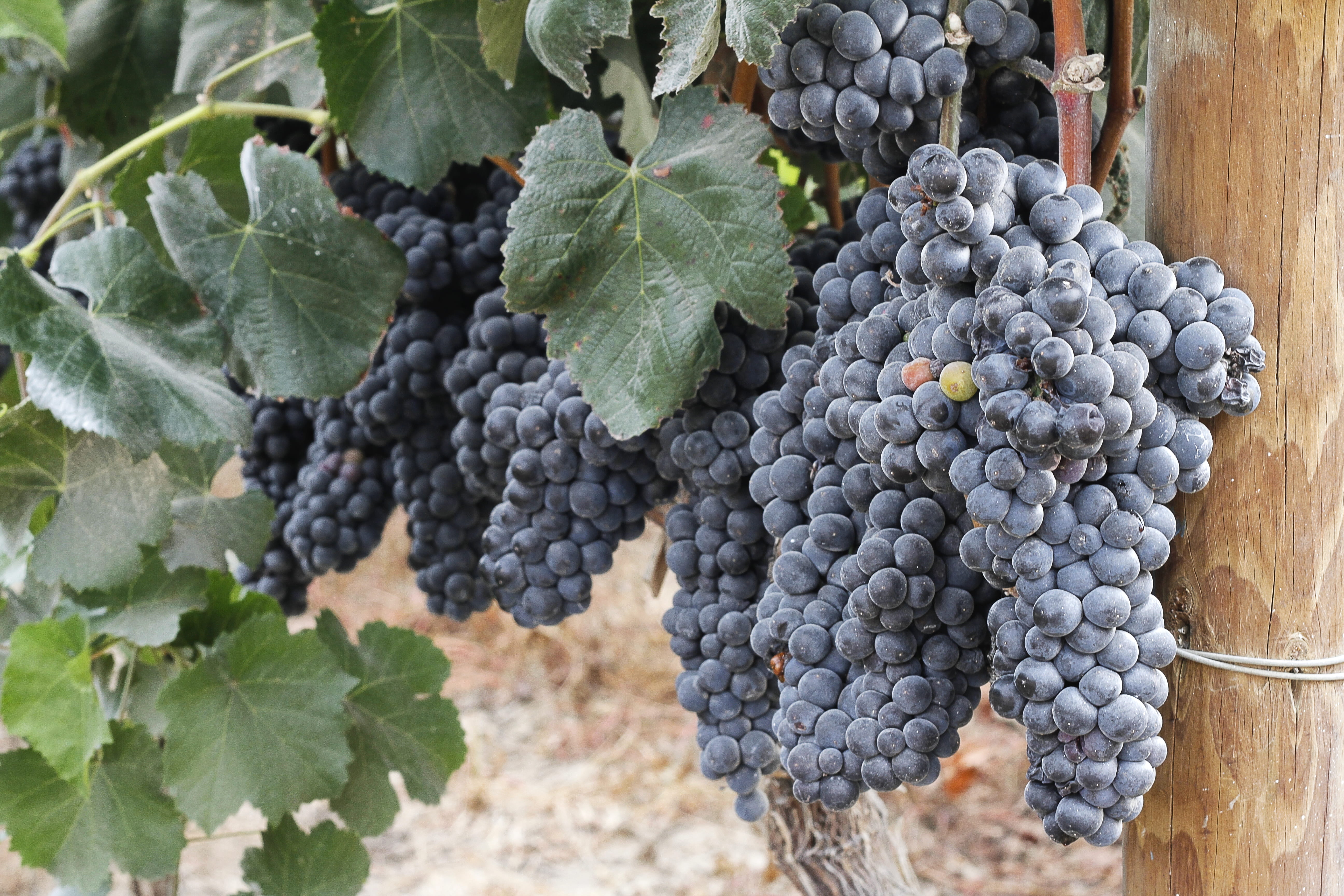 agriculture, plant part, ripe, vineyard, winery, winemaking, leaf, food, growth, food and drink, grapes, south america, pisco, wine, 5K, vine, close-up, HD Wallpaper
