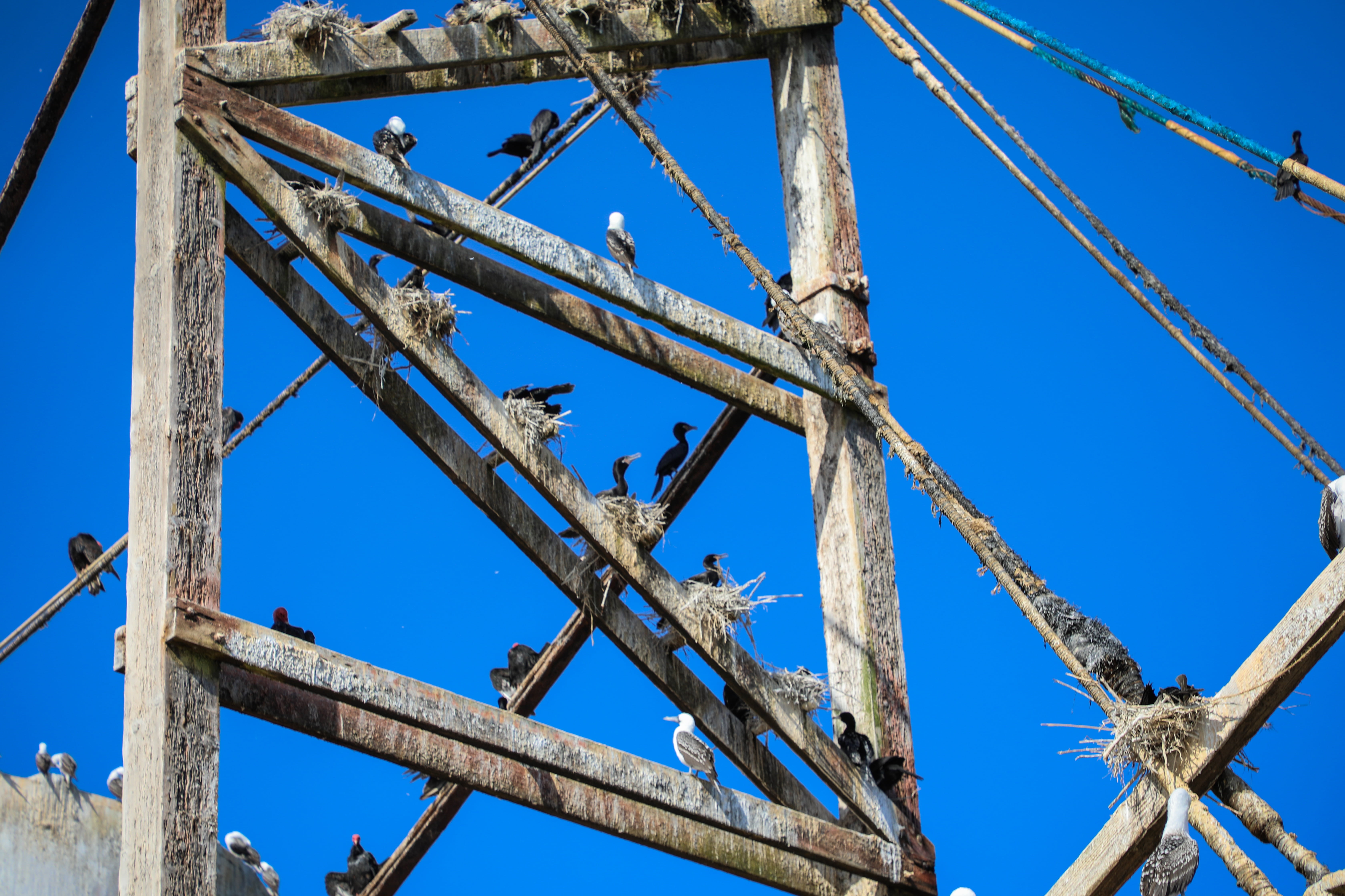 low angle view, history, ruined, damaged, ballestas islands, sea, the past, sky, pisco, abandoned, blue, 5K, clear sky, ica region, rusty, national reserve, HD Wallpaper