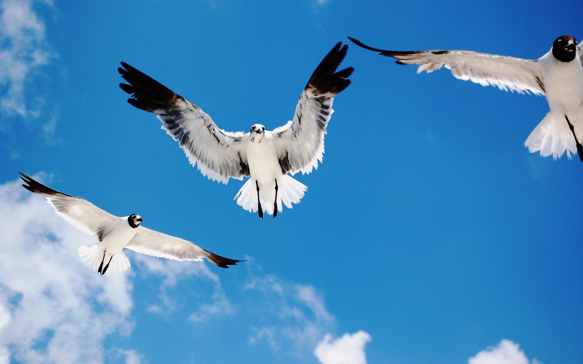 attack, 1080P, gulls, animals and birds, seagulls, white, HD Wallpaper