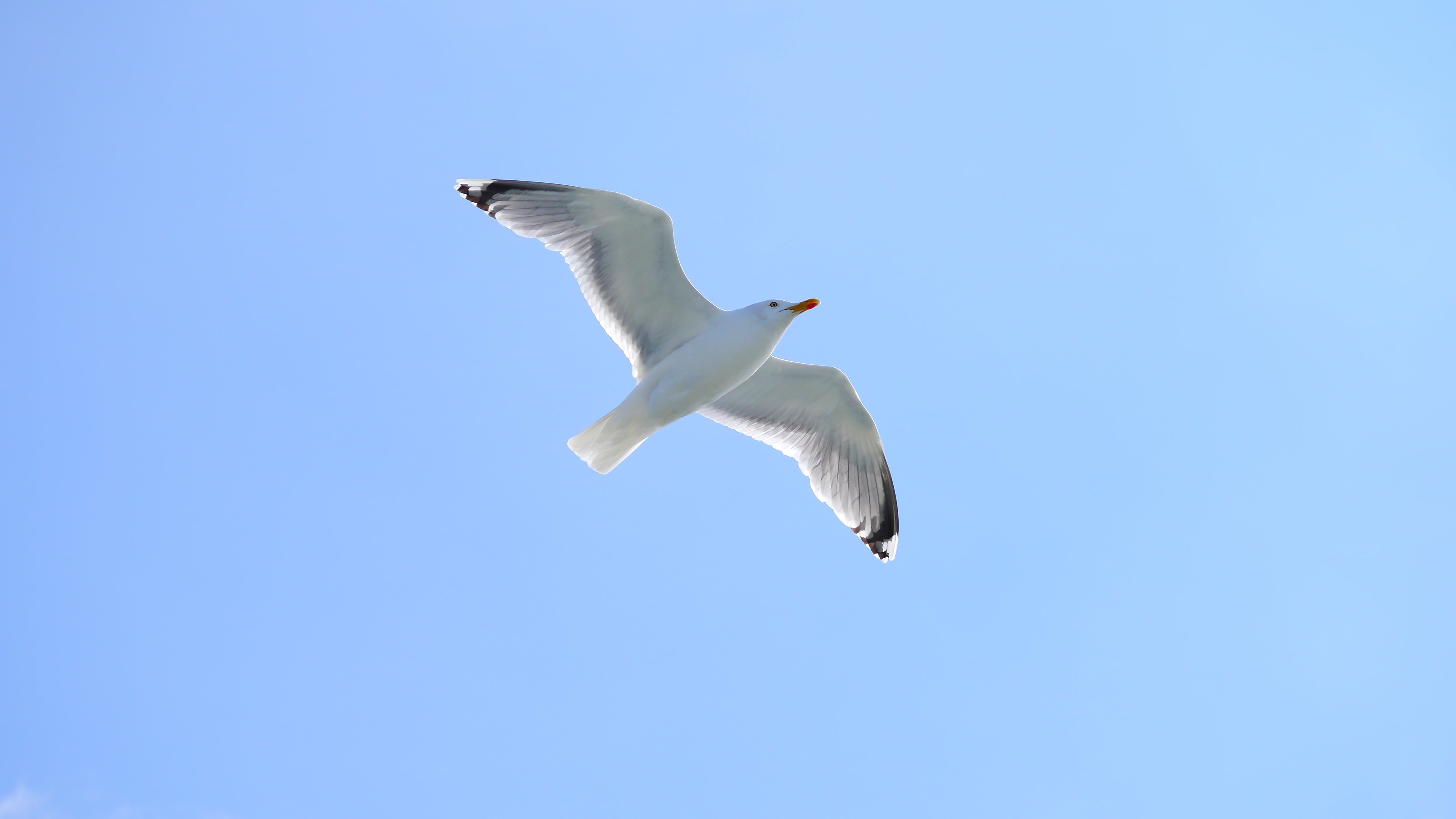 bird, nature, animal themes, low angle view, wildlife photography, no people, fly, flying, one animal, animal Wing, animal wildlife, blue, animals in the wild, HD Wallpaper
