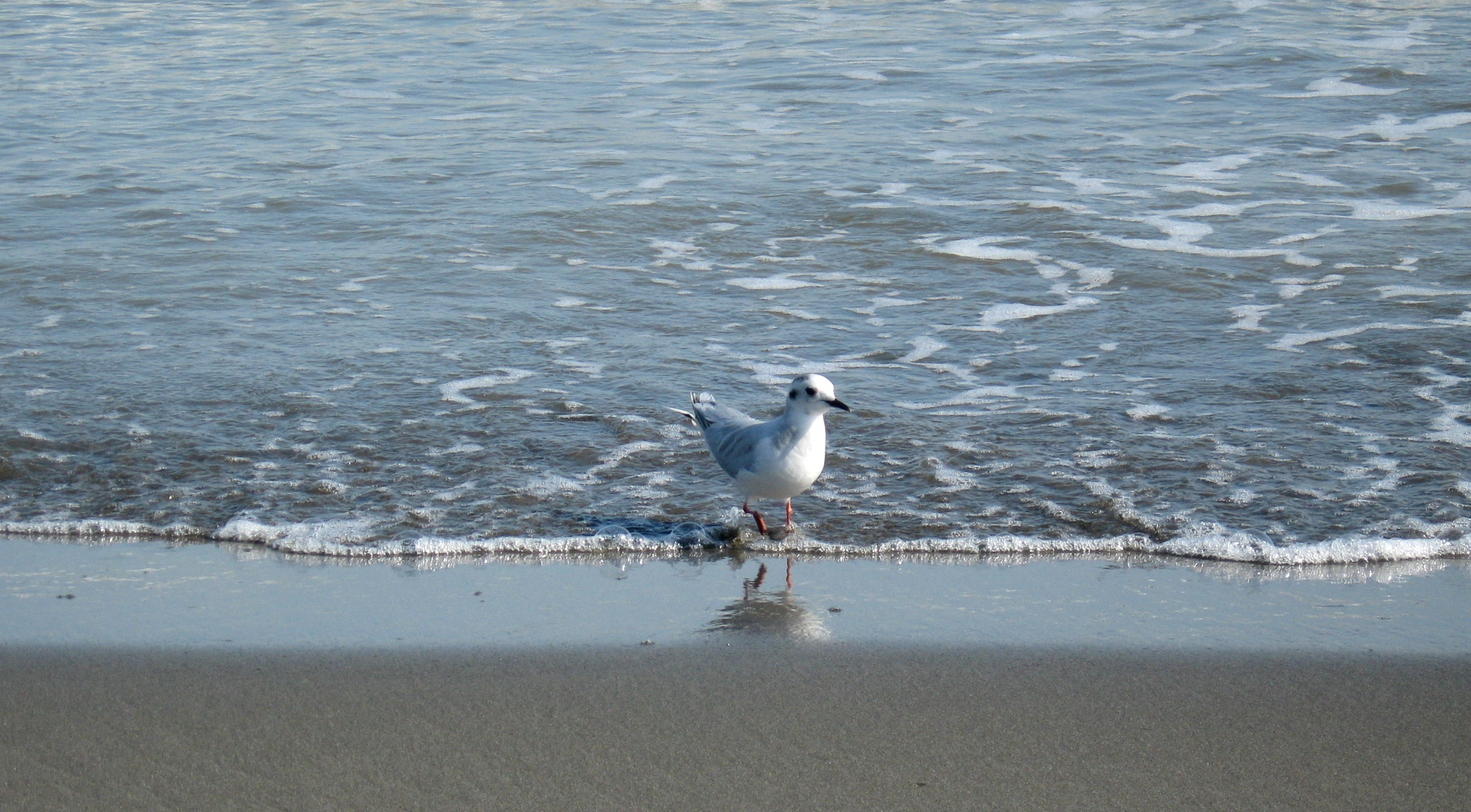 water, outdoors, animals in the wild, sea, Beach, one animal, vertebrate, animal, animal themes, Seagull, Birds, day, billed, red, anzali, anzali bird, HD Wallpaper