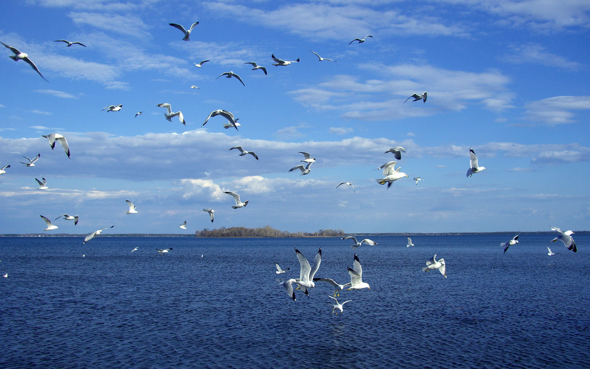 vertebrate, cloud - sky, sky, pelicanlake, nature, no people, flock of birds, animal themes, animal, animals, lake, water, animal wildlife, seagull, birds, HD Wallpaper