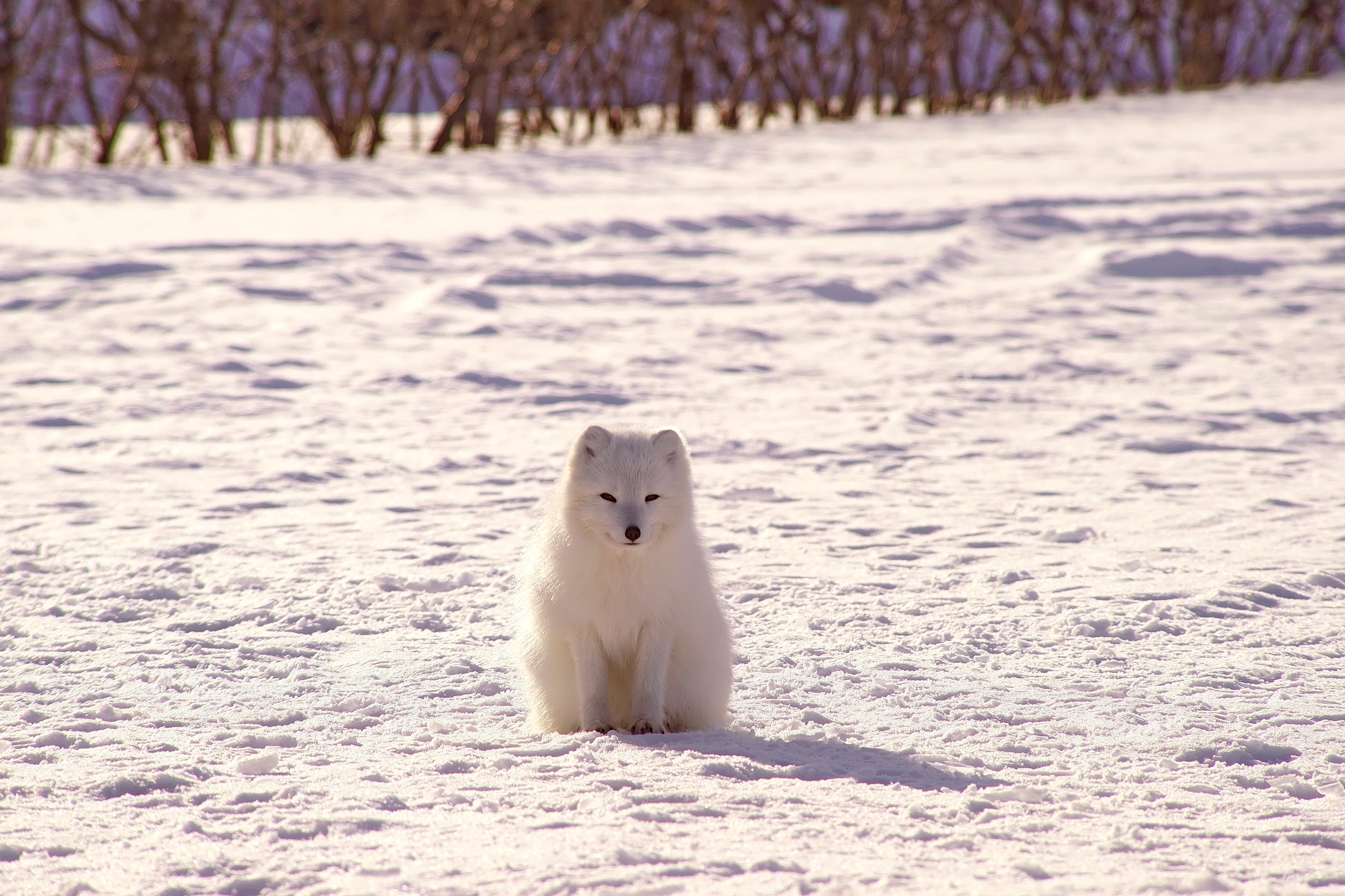 one animal, fx, sled Dog, nature, young Animal, friendship, no people, samoyed, looking at camera, 4K, backgrounds, animal themes, polar fox, playful, HD Wallpaper
