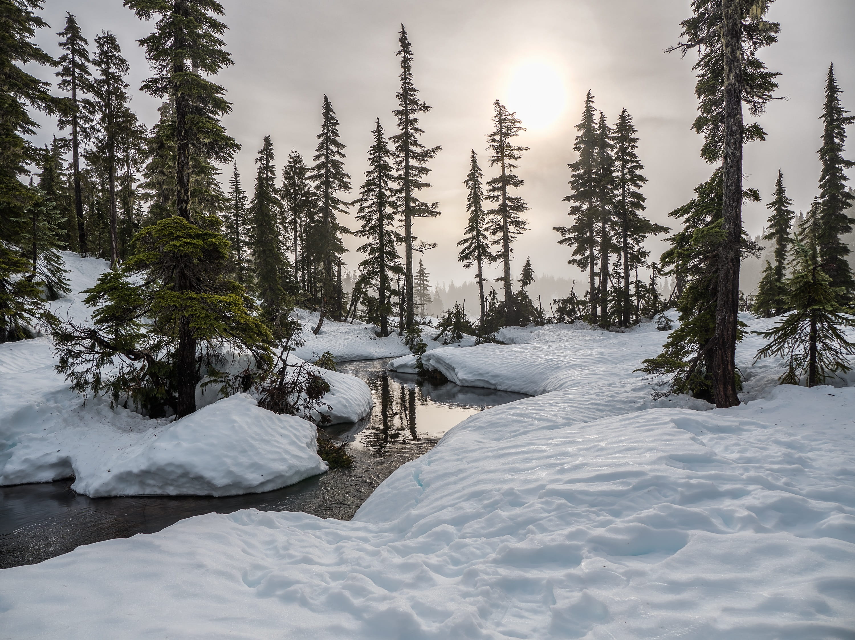 fir, natural, growth, beauty in nature, stream, wilderness, plant, coniferous tree, strathcona park, tree, mount washington, no people, tranquil scene, HD Wallpaper