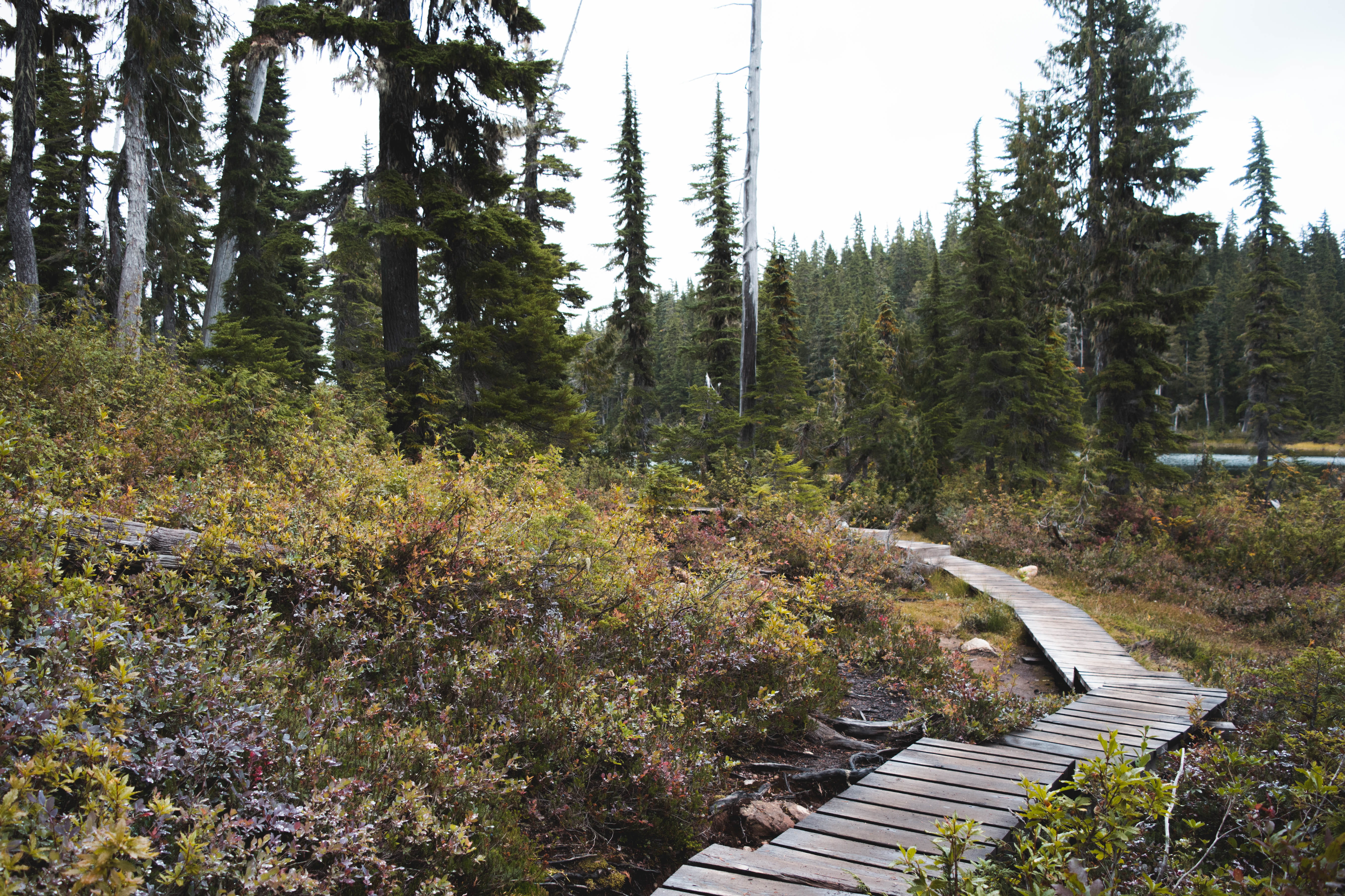 plant, strathcona-westmin provincial park, forest, explore, direction, 5K, trees, british columbia, growth, land, boardwalk, travel, tranquility, the way forward, HD Wallpaper
