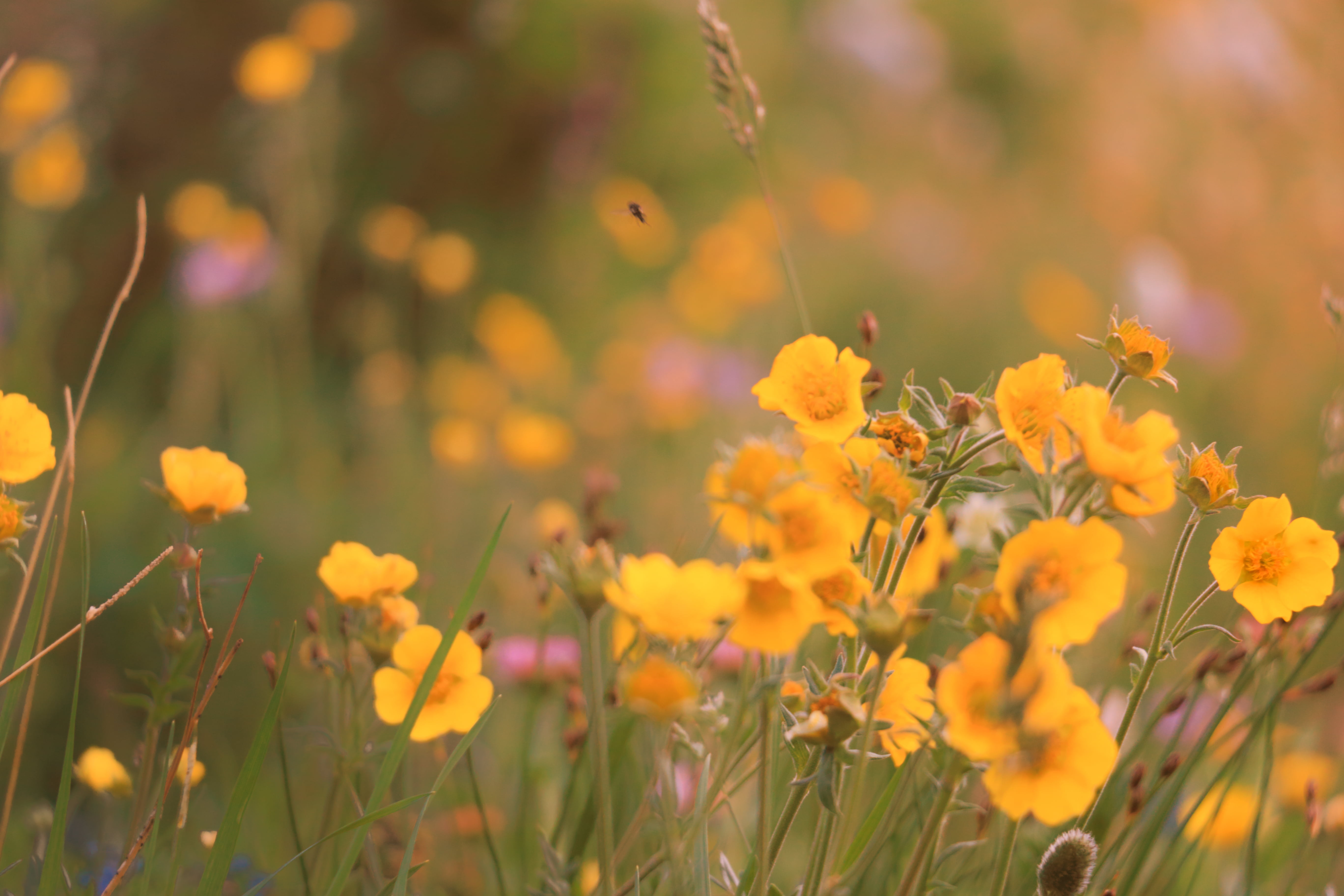 Evening, flower, plant, focus, in focus, Medicine Bow  mountains, wildflowers, photography, flowers, Snowy Range, Wyoming, yellow, outdoors, nature, outdoor, HD Wallpaper
