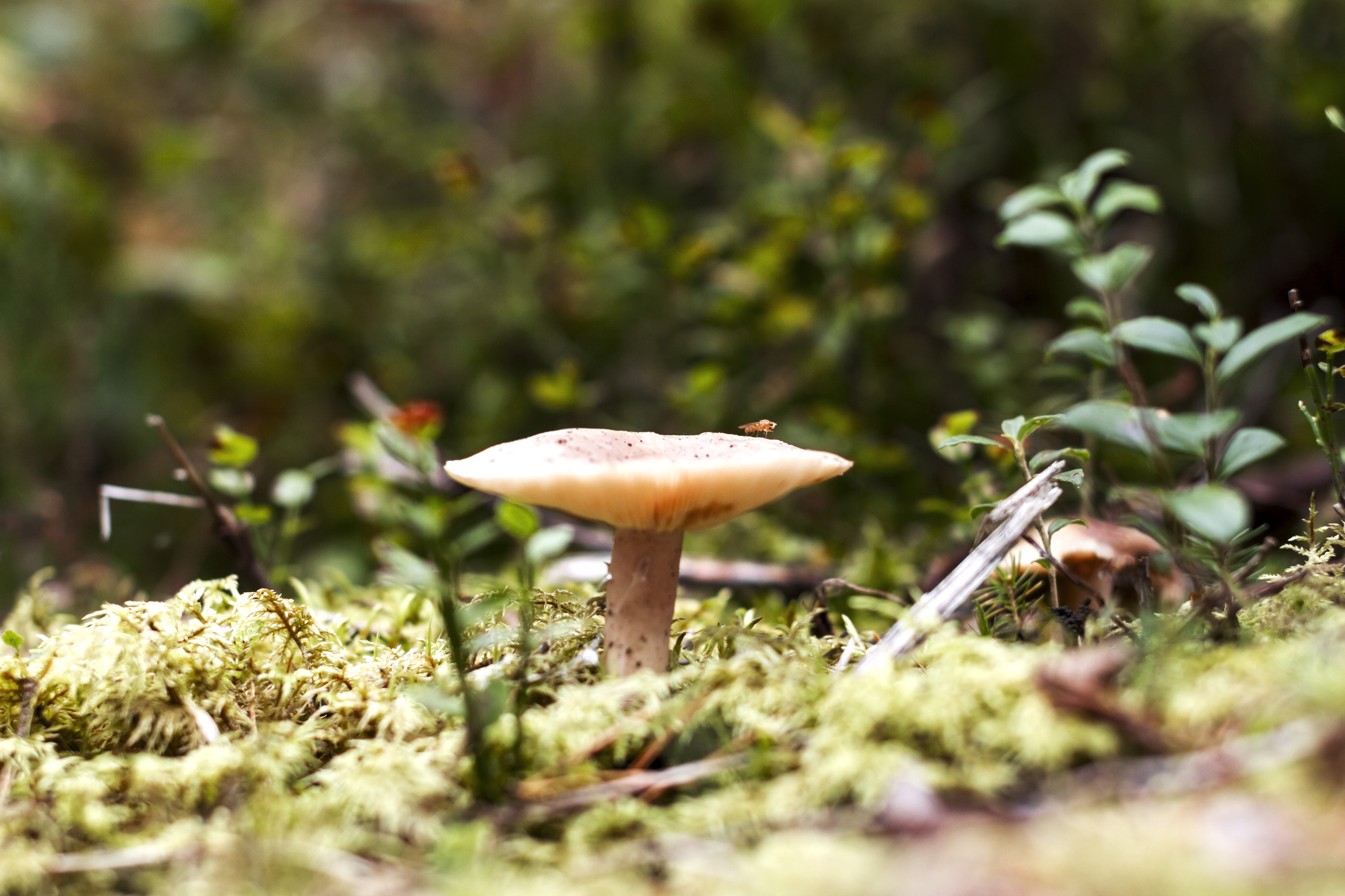 skog, autumn, outdoors, forest, day, no people, norway, close up, 5K, toadstool, fungus, growth, fall, freshness, september, green color, vulnerability, HD Wallpaper