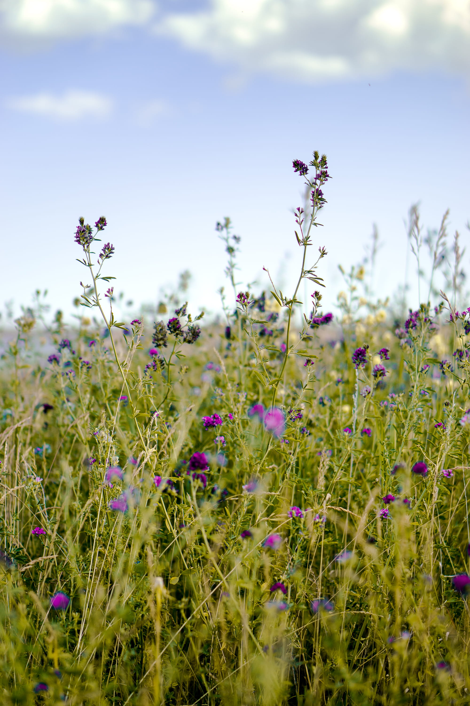 vulnerability, no people, grass, plant, day, flower, sky, flower head, purple, nature, fragility, outdoors, beauty in nature, 2K, canada, kananaskis, flowering plant, Phone HD Wallpaper