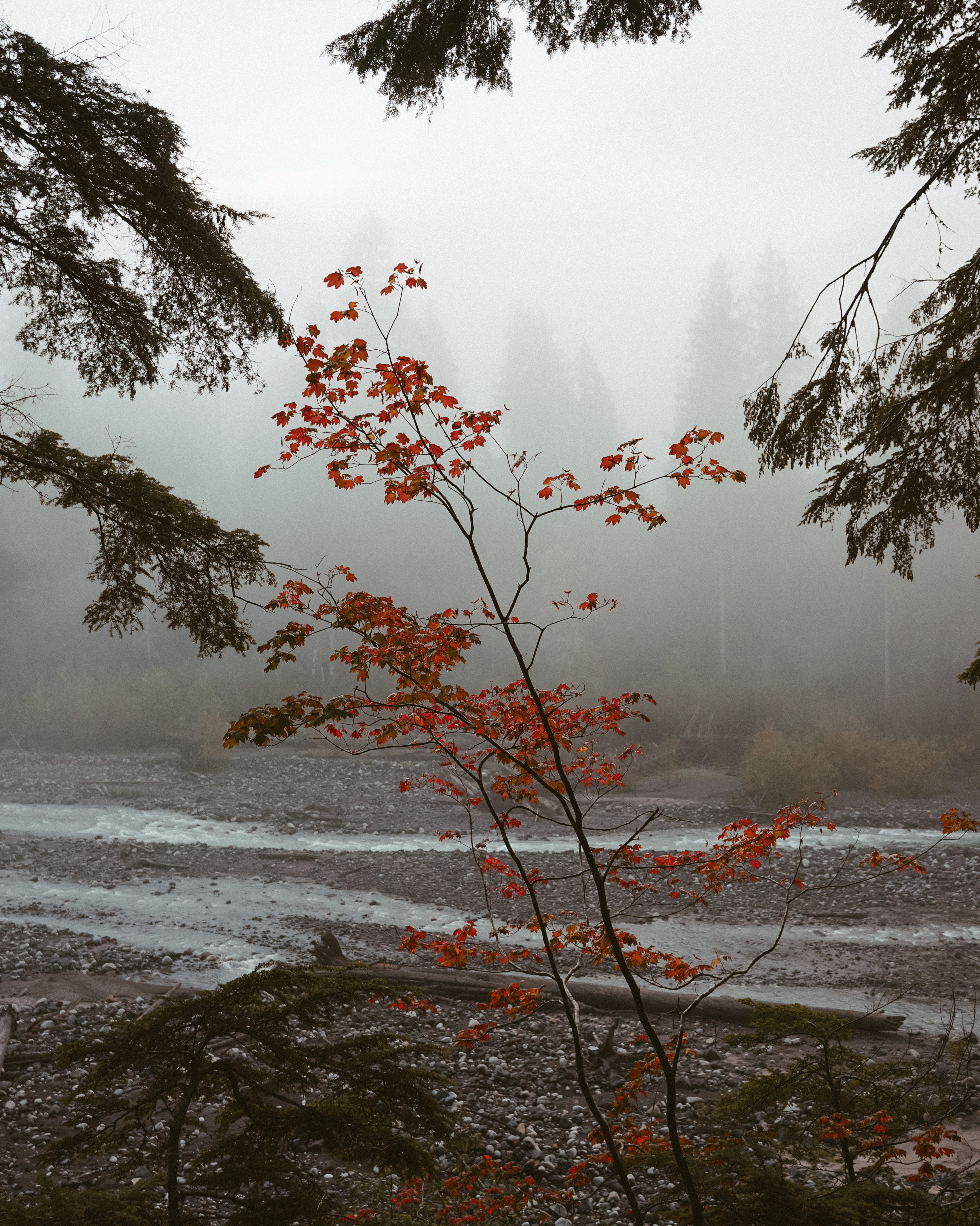 outdoors, non-urban scene, day, forest, beautiful, water, no people, red, branch, sky, national park, green, usa, land, tranquility, washington, pnw, fog, Phone HD Wallpaper