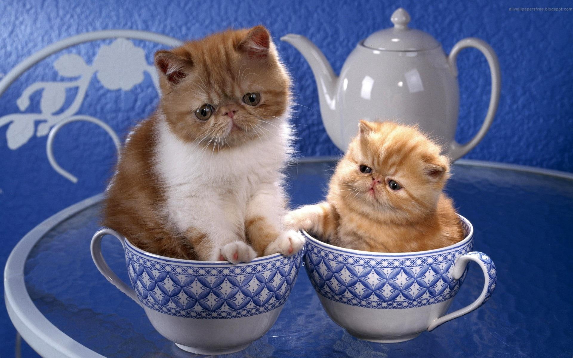 cute, felines, thirsty, 1080P, hint, animals, adorable, HD Wallpaper