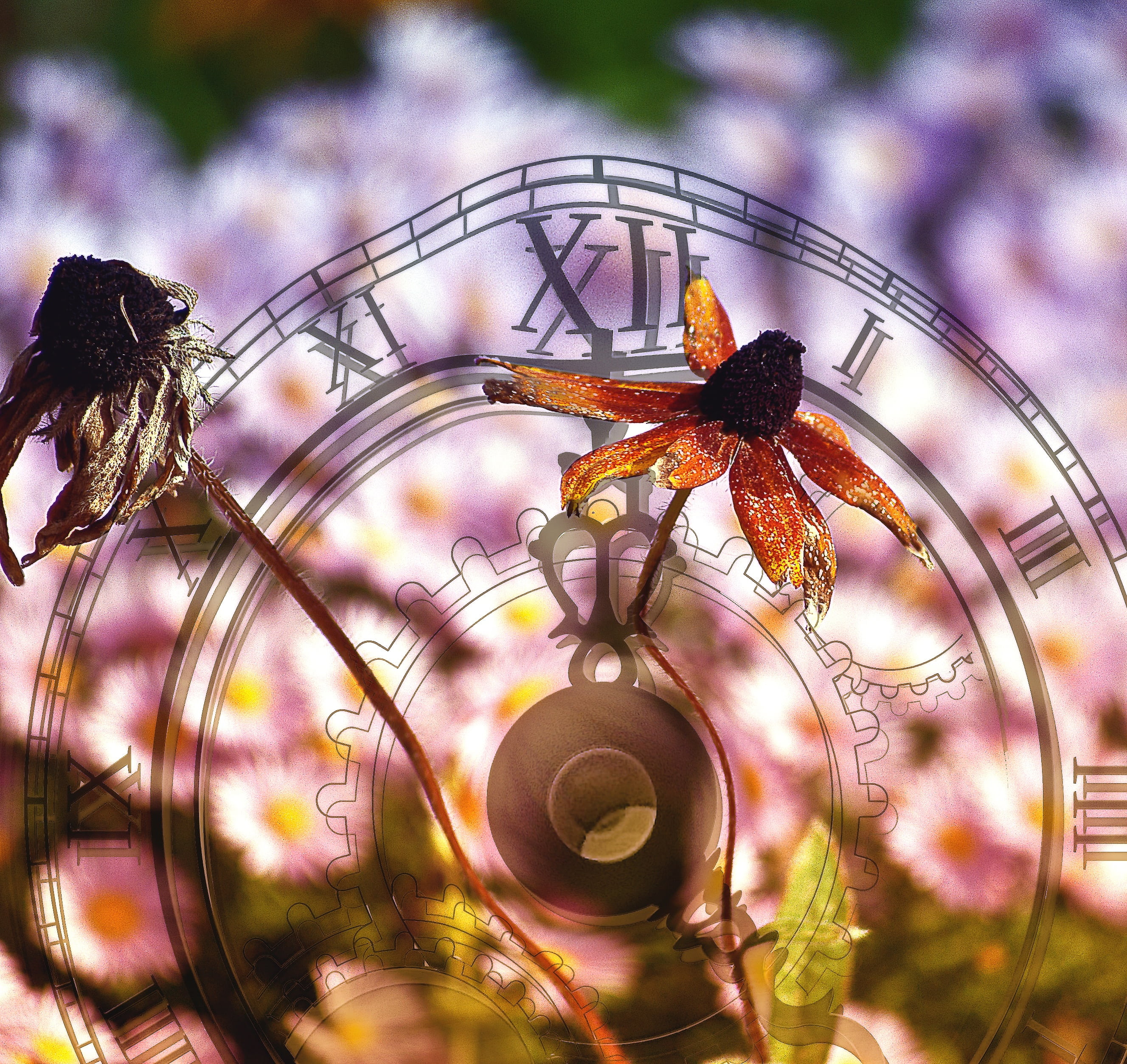 flower, hope, petaled, close-up, flowering plant, vanishing, the cyclicality of, focus on foreground, flower head, brown, consistency, the duration of the, HD Wallpaper