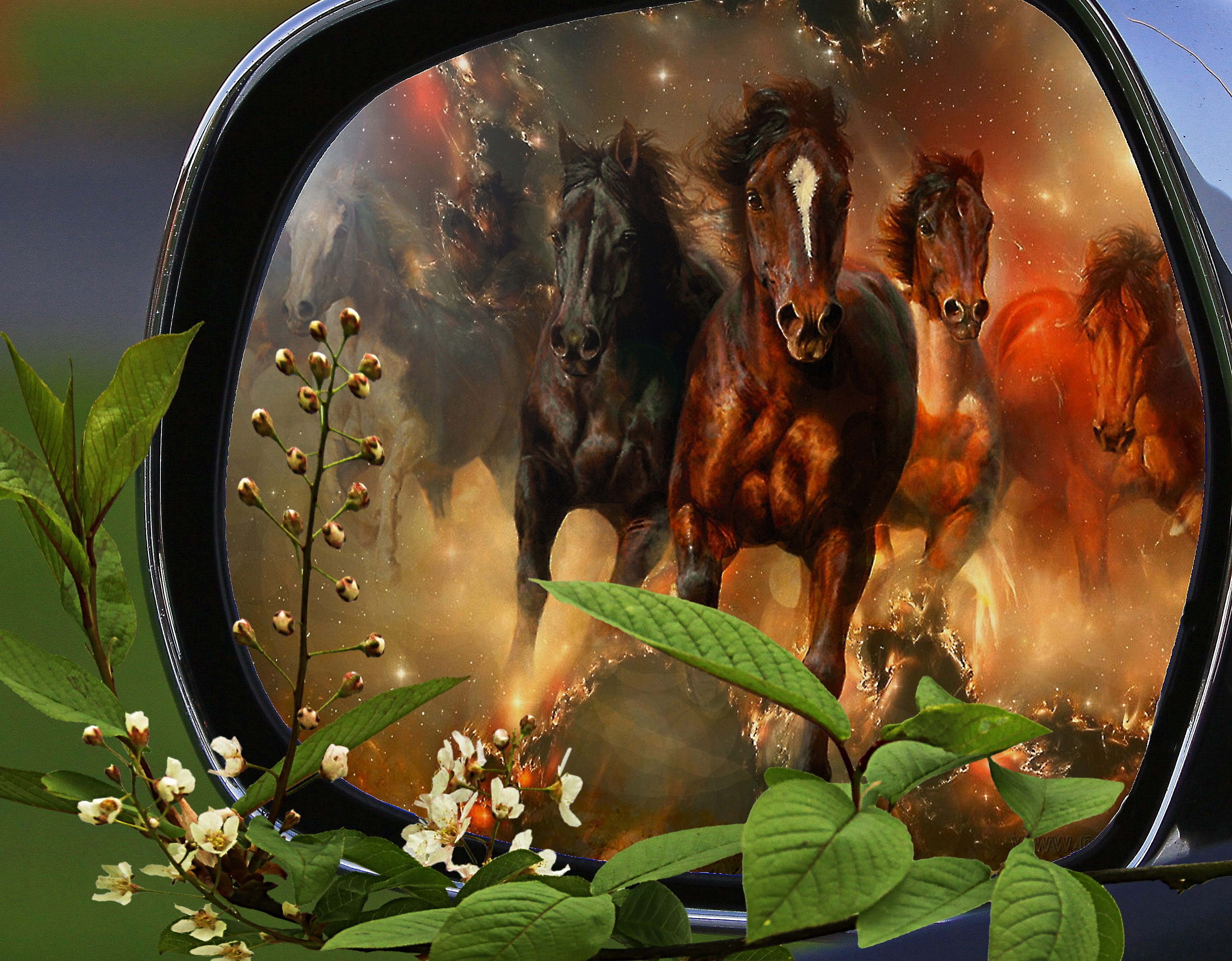 people, nature, side mirror, no people, food, transparent, animals in the wild, animal, majka, water, sztafaż, car, 2K, meat, Rearview Mirror, vertebrate, HD Wallpaper