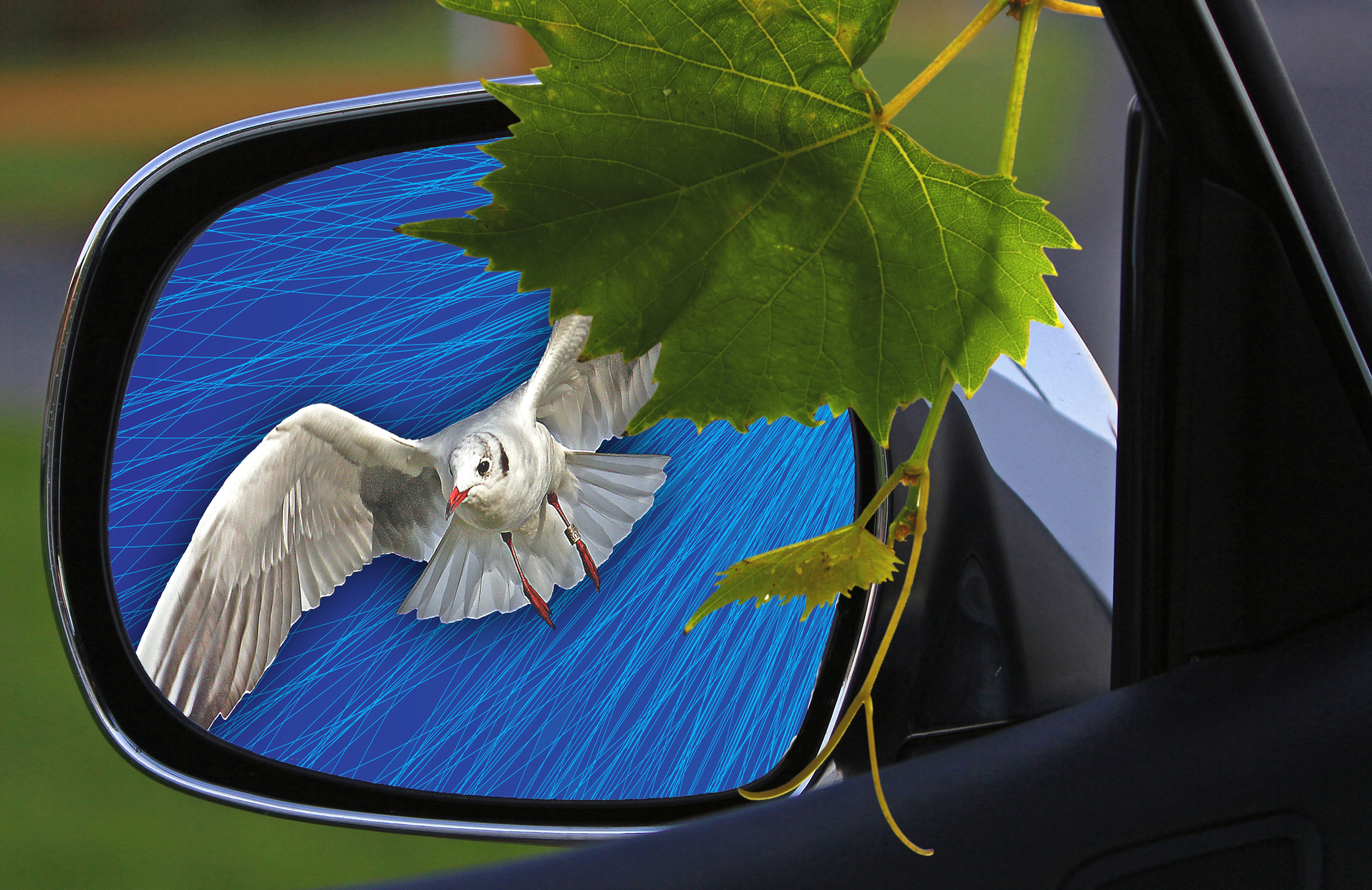 blue, transparent, animals in the wild, white bird, glass - material, Rearview Mirror, domestic, no people, grape leaf, foliage, pets, the background, animal wildlife, HD Wallpaper