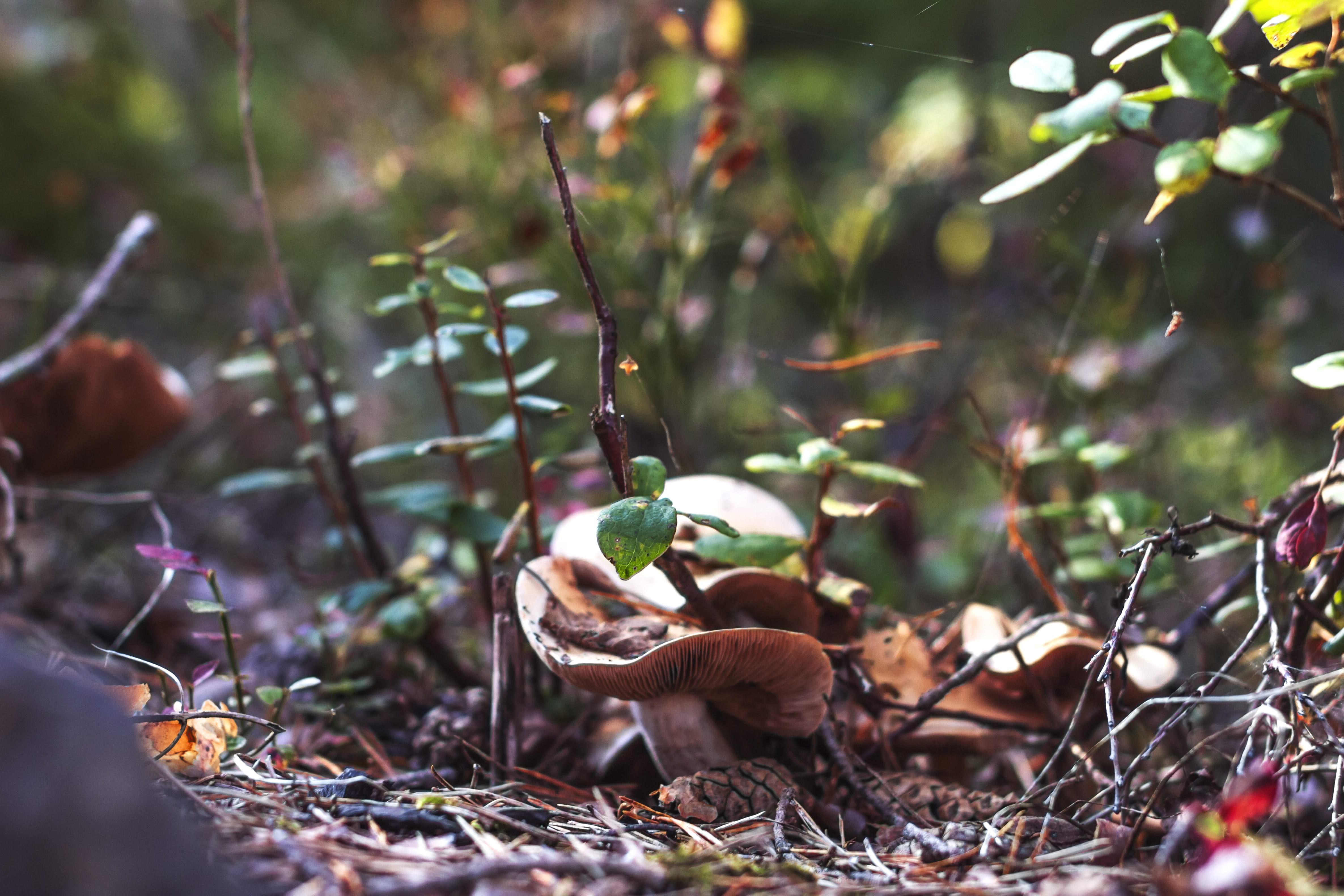 outdoors, land, beauty in nature, day, tree, norway, growth, food, plant part, green color, bird, food and drink, autumn, leaf, selective focus, no people, HD Wallpaper