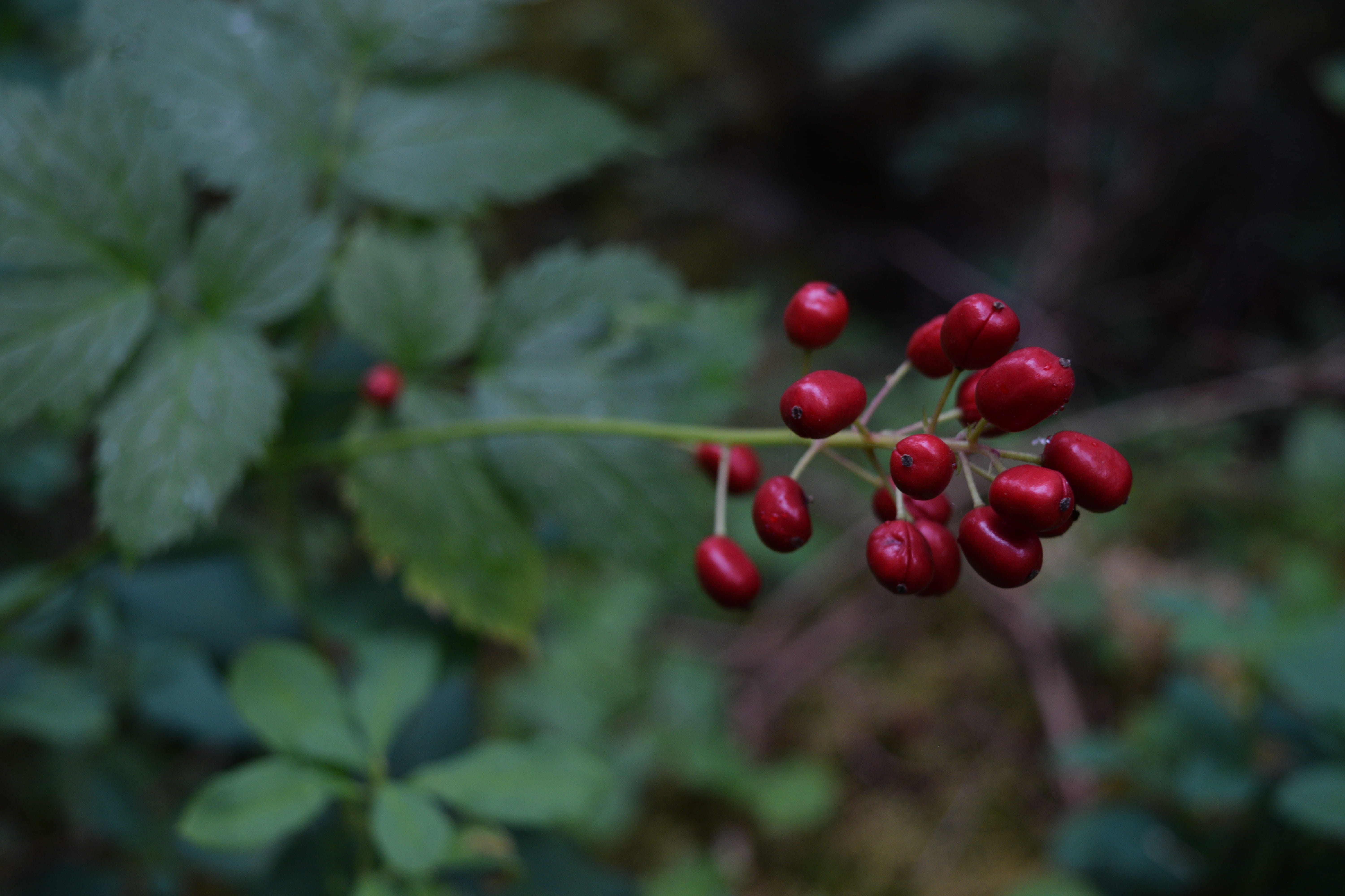 growth, healthy eating, food and drink, ripe, upper kananaskis lake, green color, leaf, beauty in nature, day, fruit, outdoors, wellbeing, plant, focus on foreground, HD Wallpaper